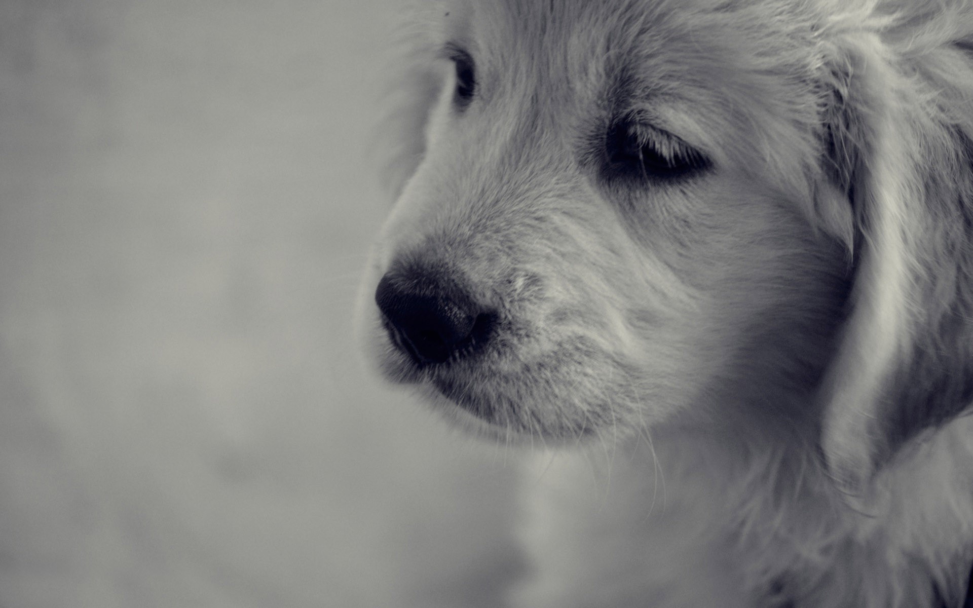 Cute Golden Retriever Puppies Wallpaper (56+ images)