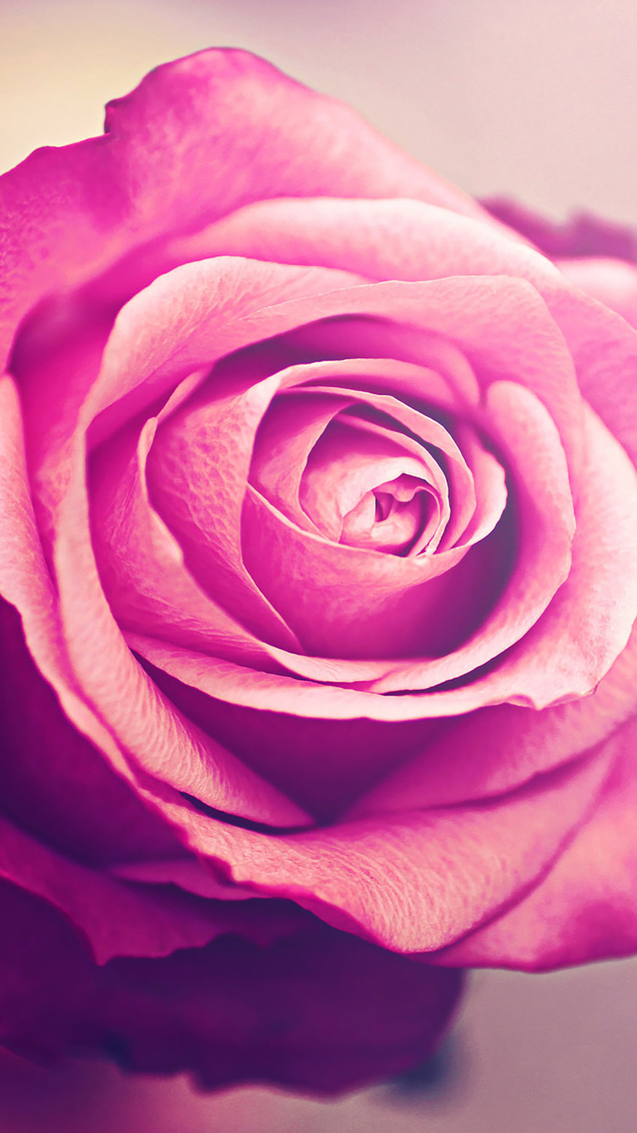 Rose Wallpaper for iPhone (87+ images)