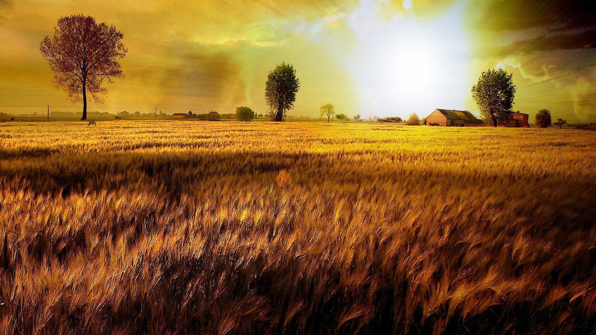 Gladiator HD Wallpaper (75+ images)