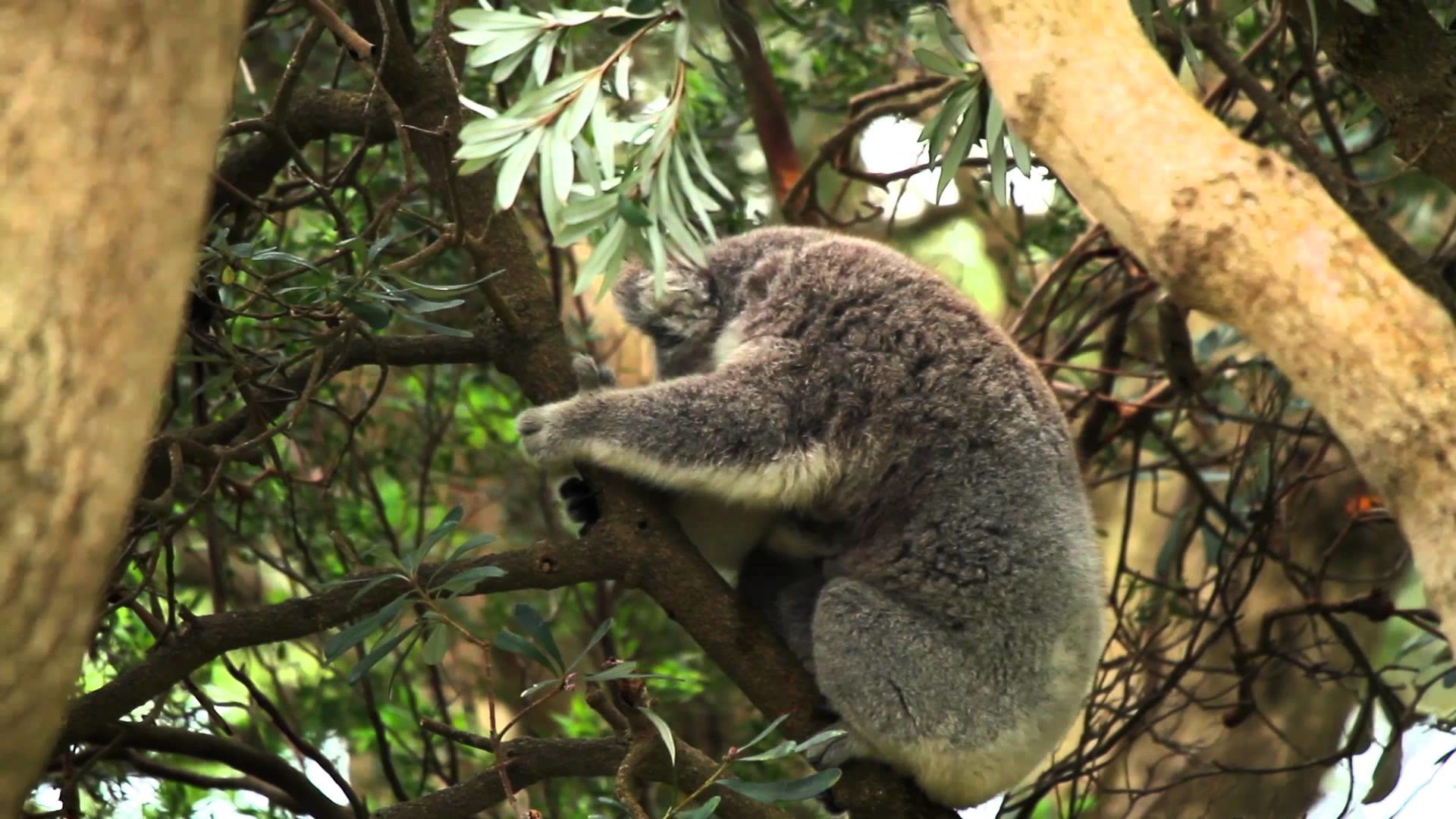 Baby Koala Wallpaper (57+ images)