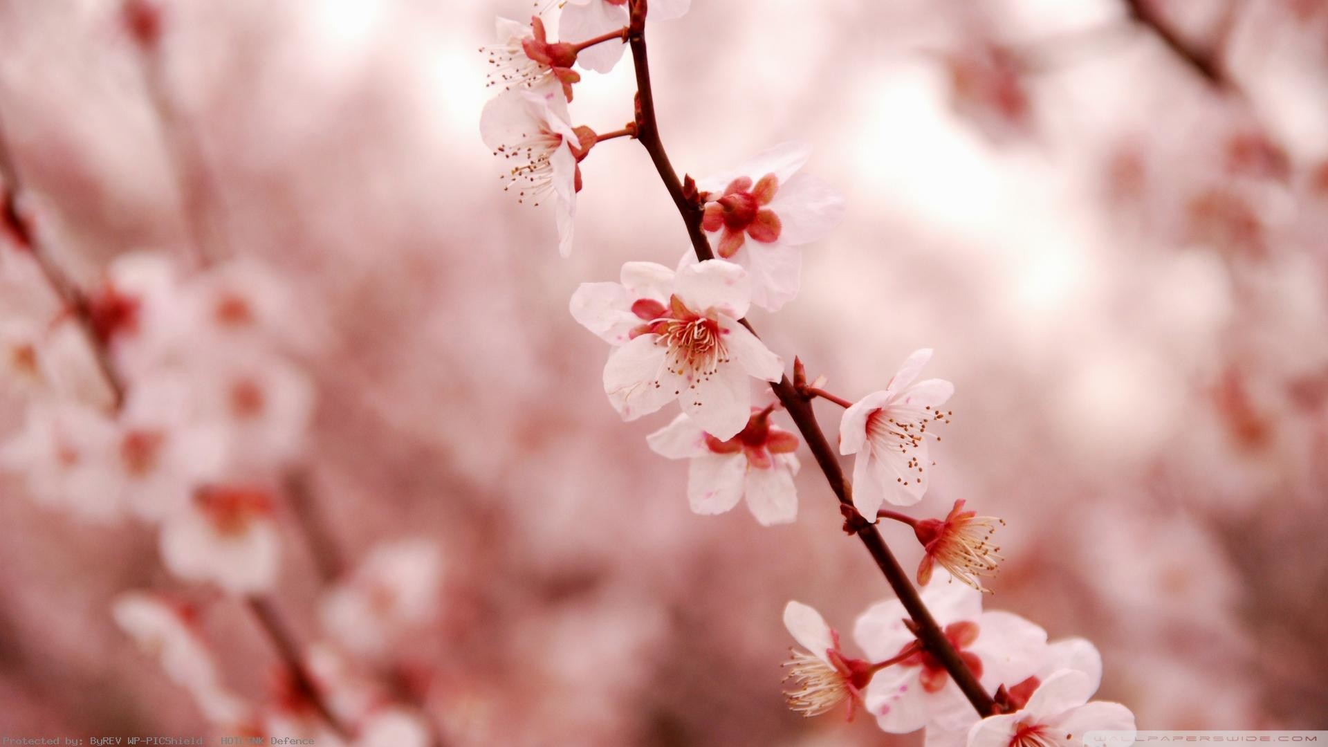 Japanese Cherry Blossom Wallpaper (71+ images)