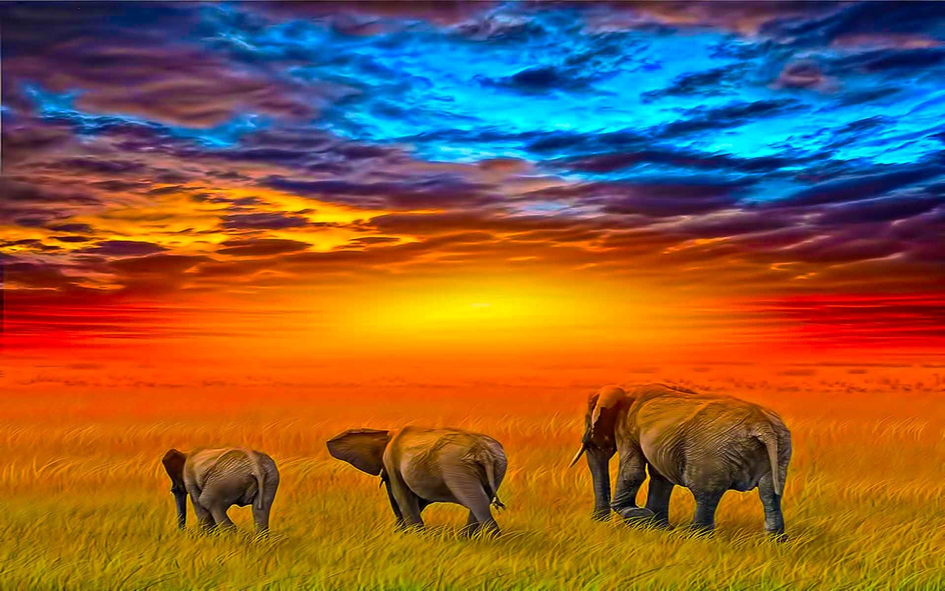 Elephant Screensavers and Wallpaper (69+ images)
