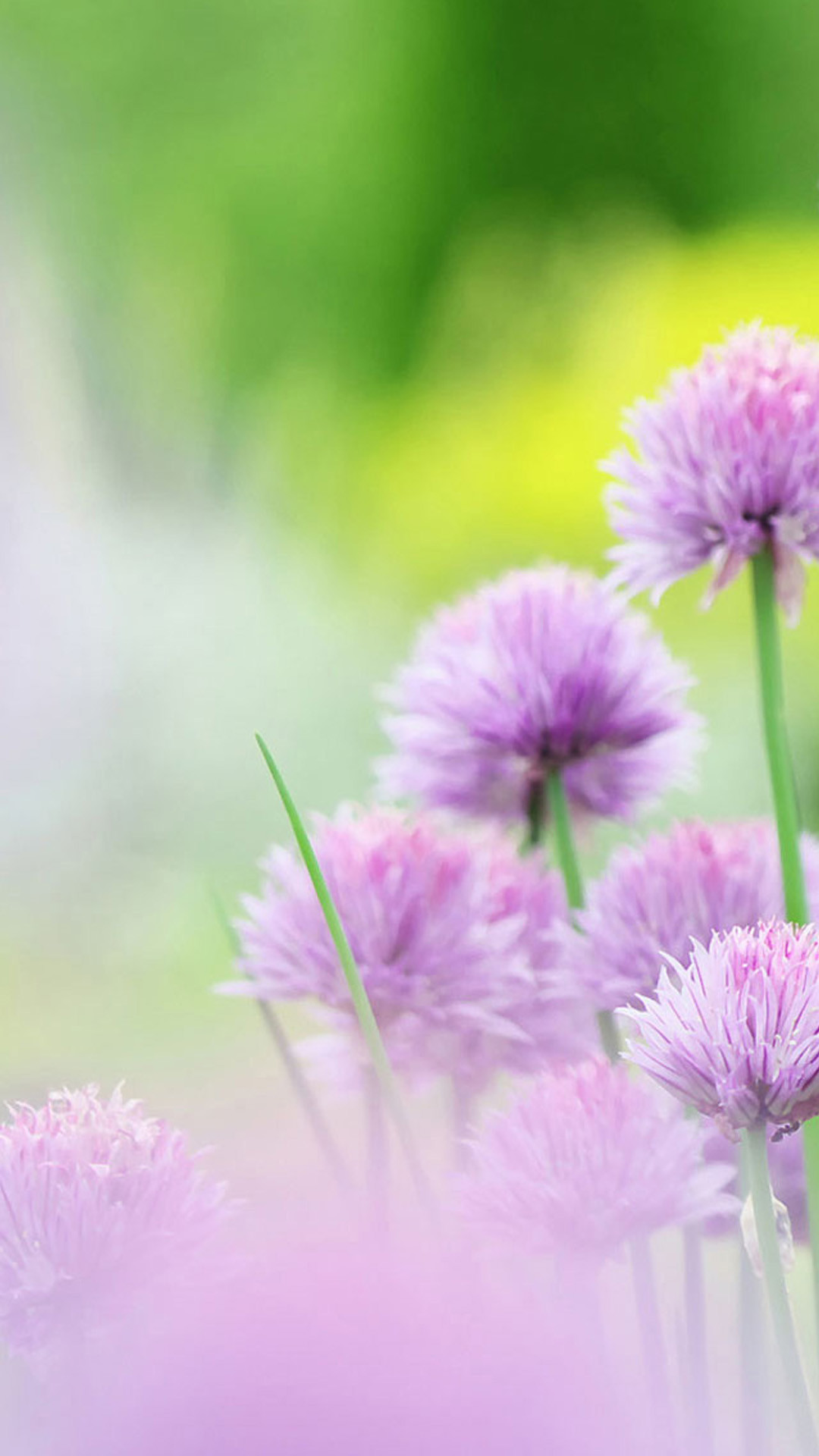 Flower Wallpaper iPhone (84+ images)