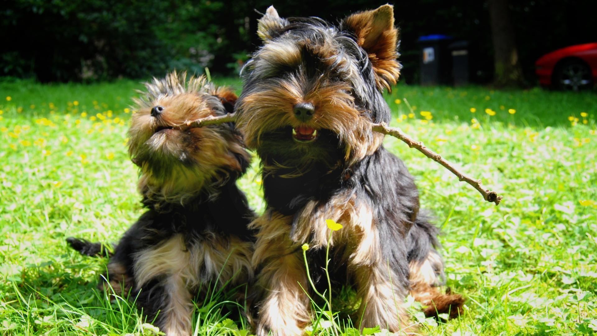 Yorkie Wallpapers for Desktop (46+ images)