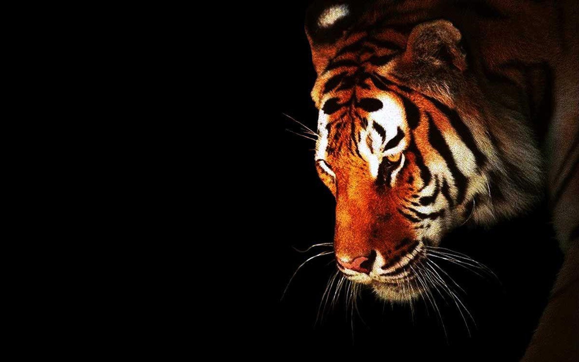 Animated Tiger Wallpaper (56+ images)
