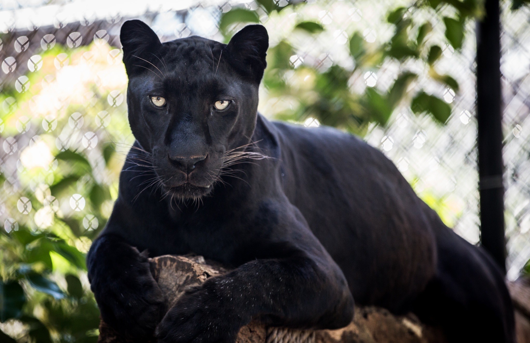 Black Leopard Wallpaper (71+ images)