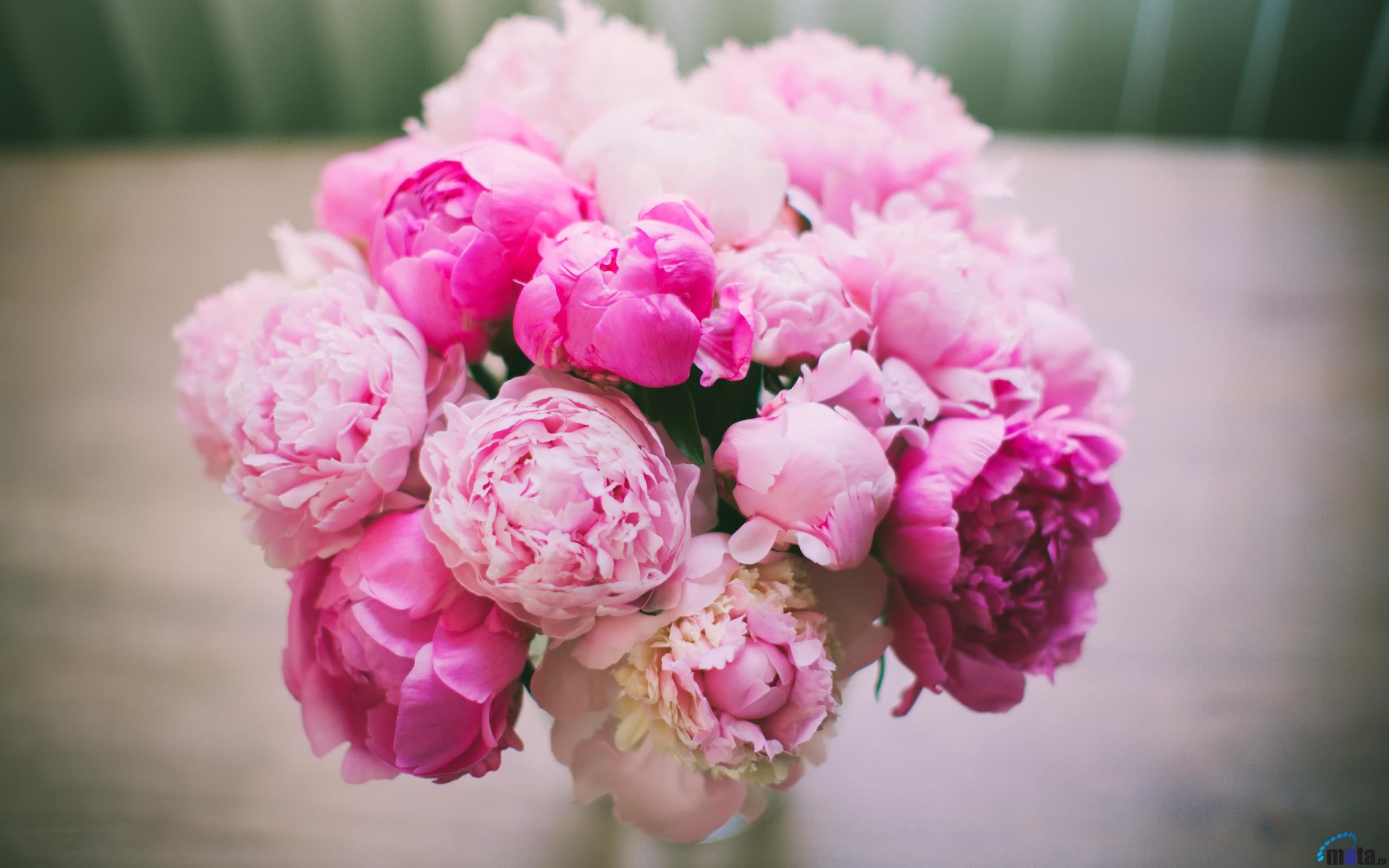 Pink Peonies Wallpaper (46+ images)