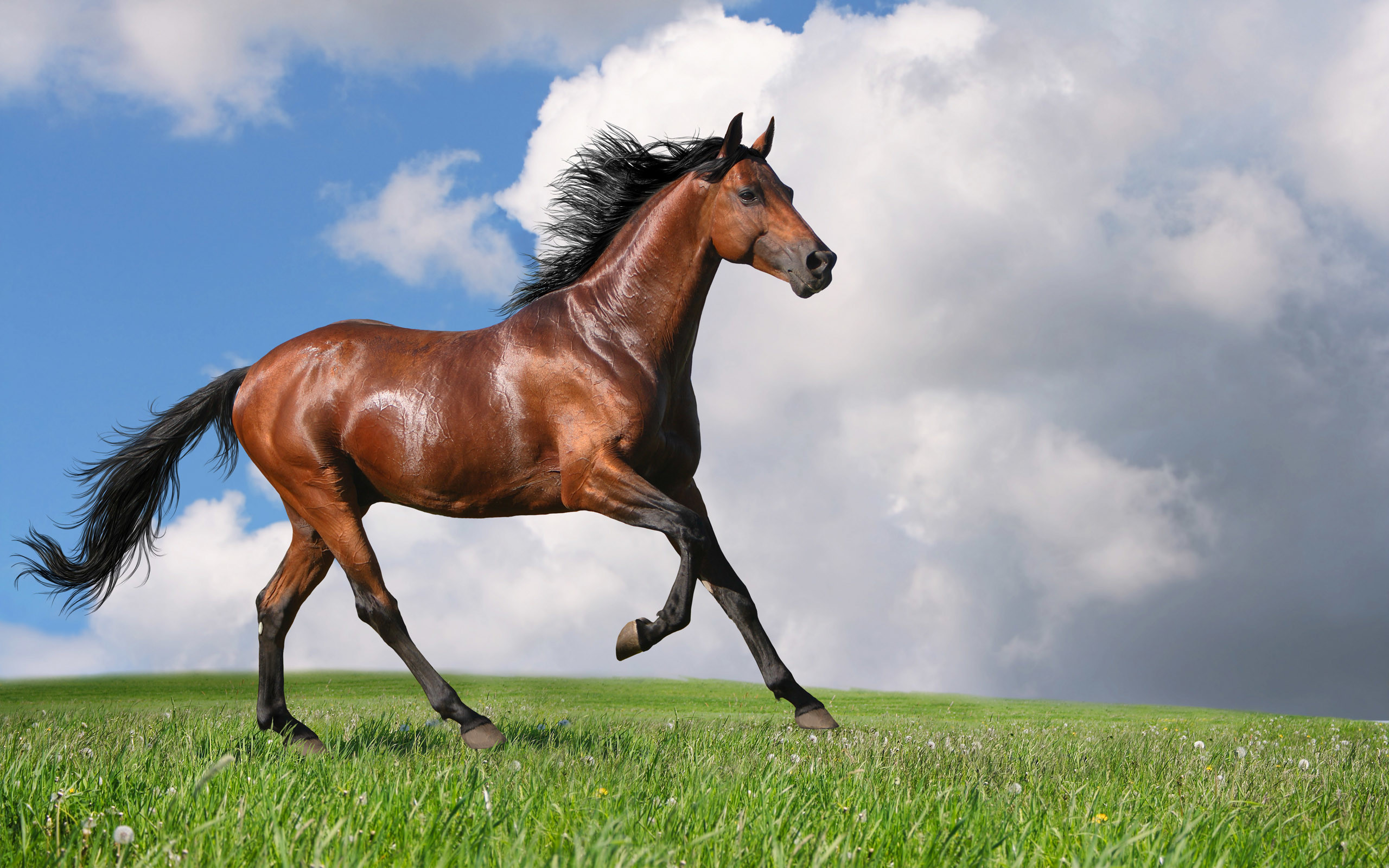Horse Screensavers and Wallpaper (50+ images)