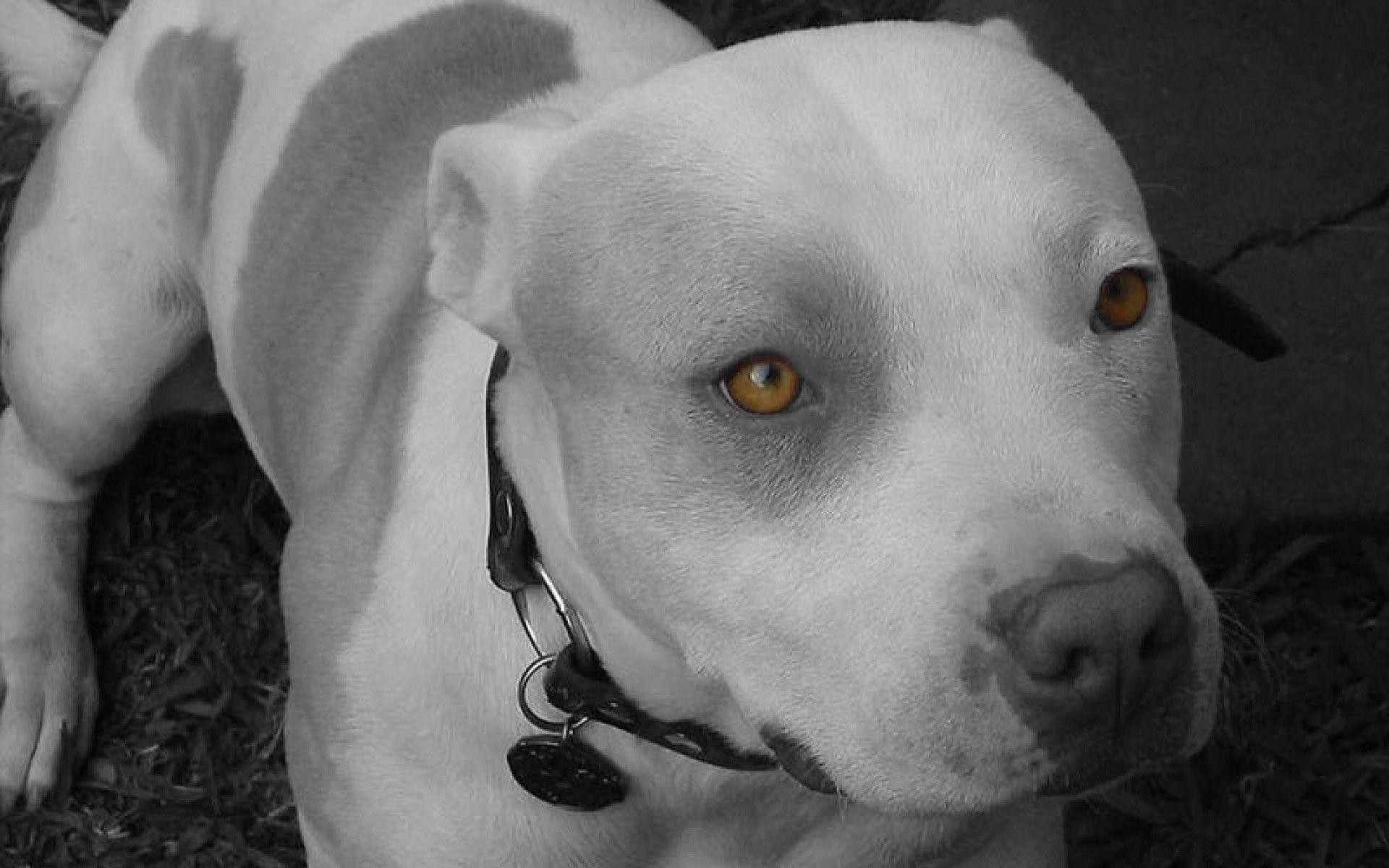 Cute Pitbull Wallpaper (48+ images)