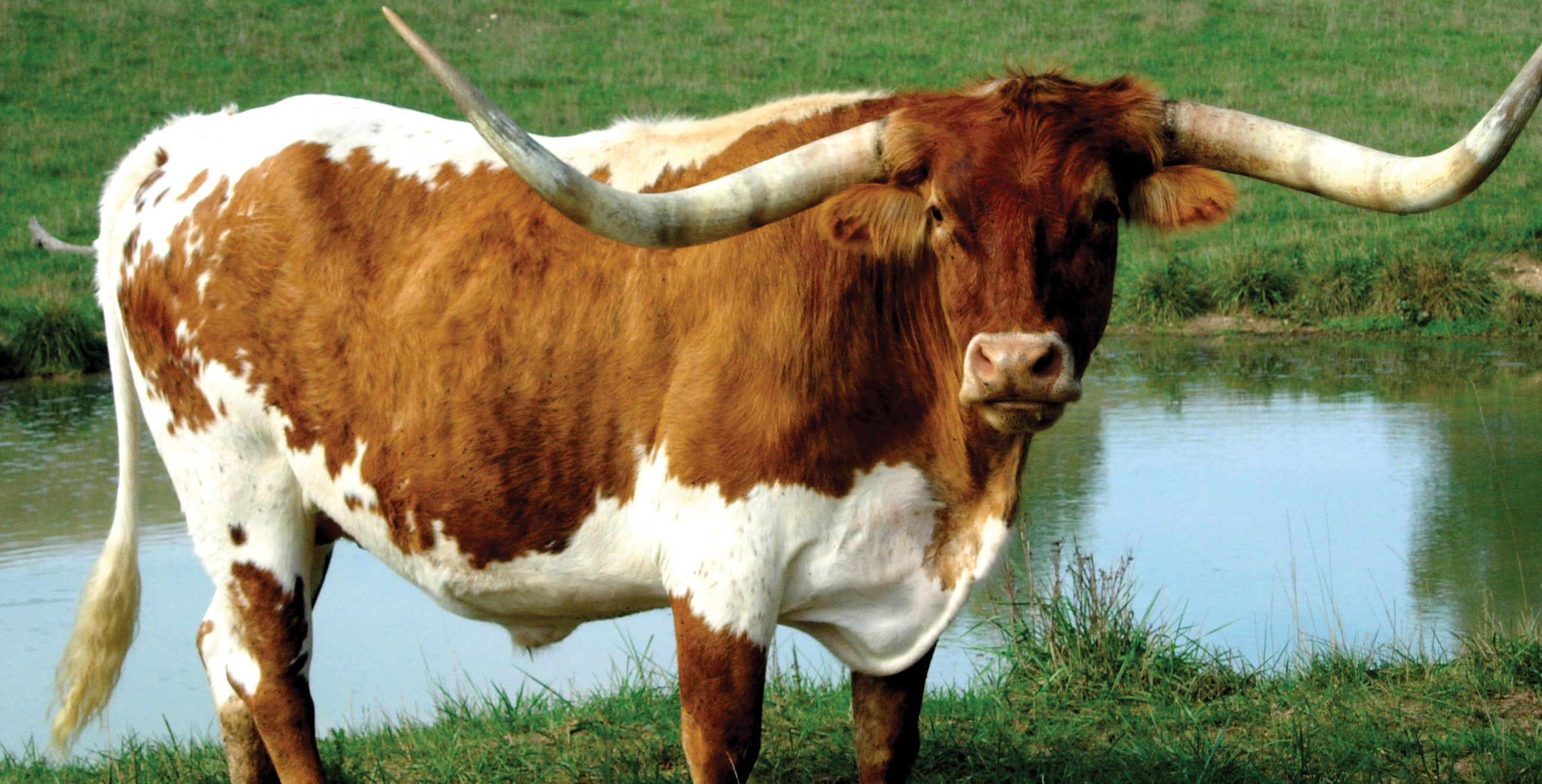 Texas Longhorn Wallpaper Screensavers (48+ images)