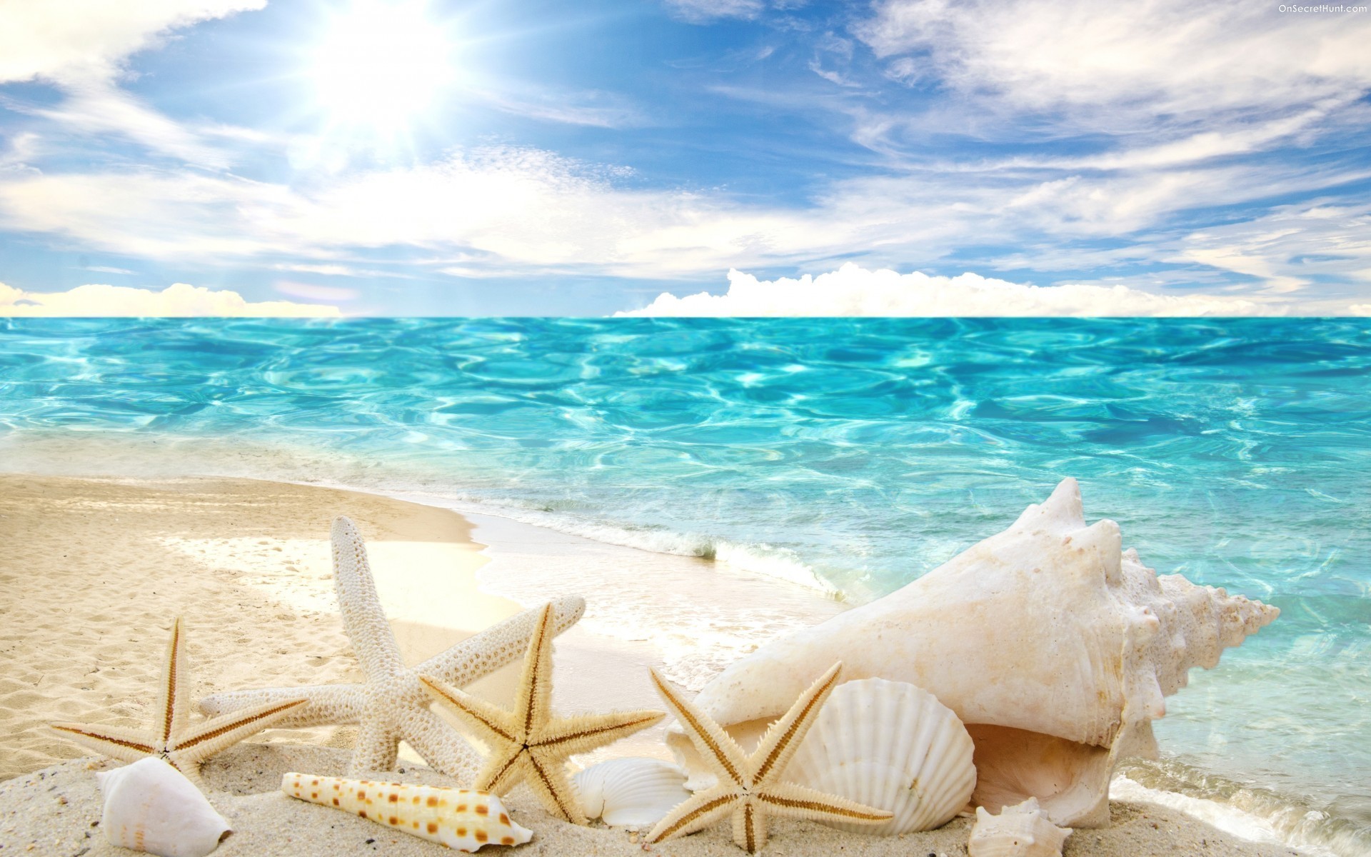 Seashells On The Beach Wallpaper (49+ images)