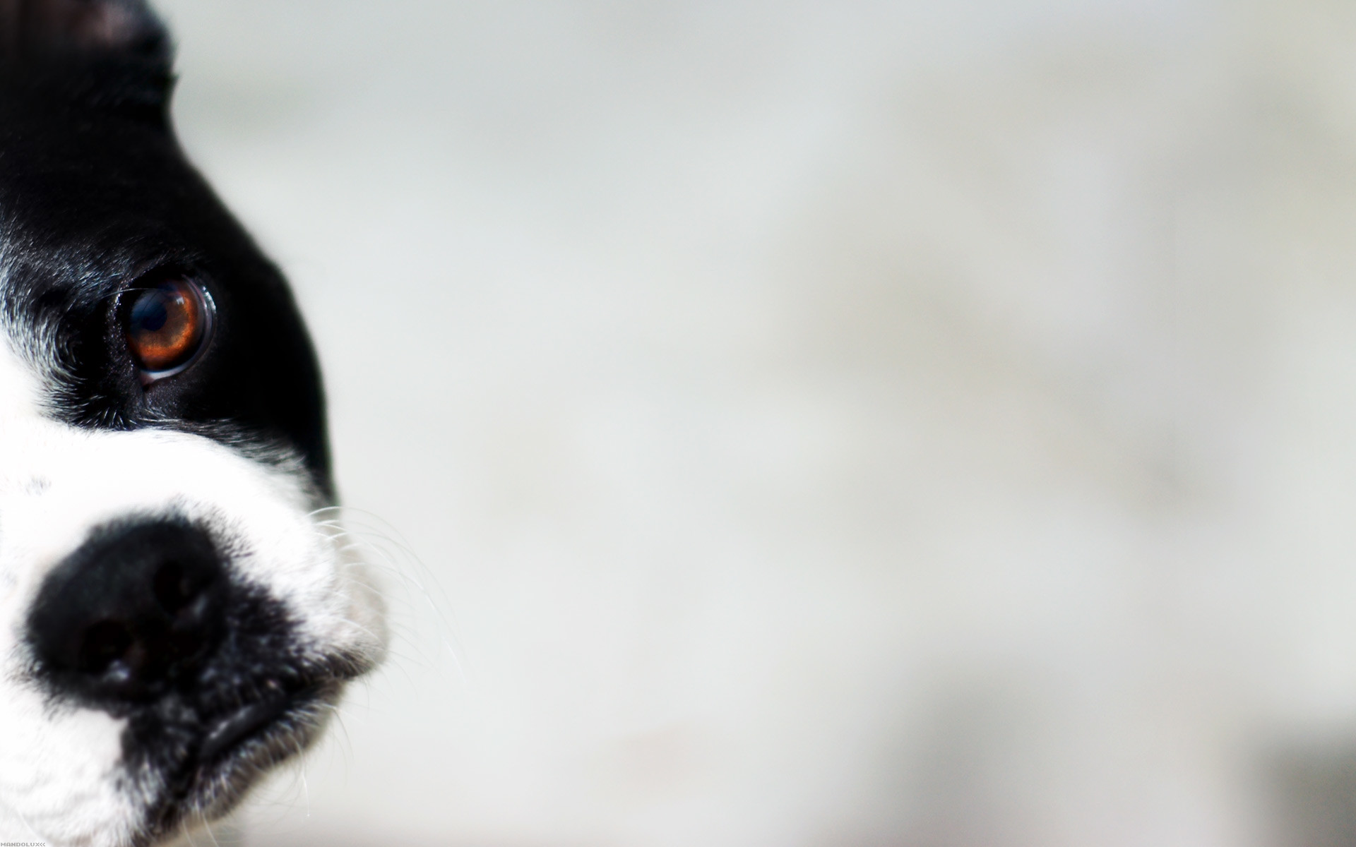 Dog Bone Wallpaper (50+ images)