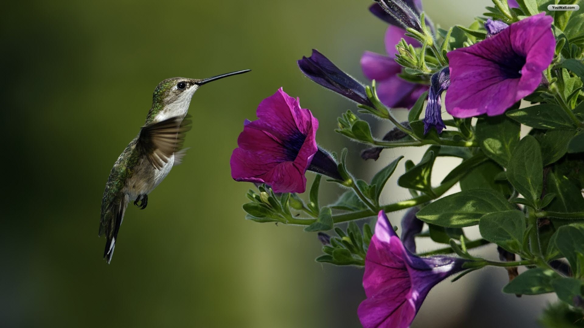 Wallpaper Birds and Flowers (61+ images)