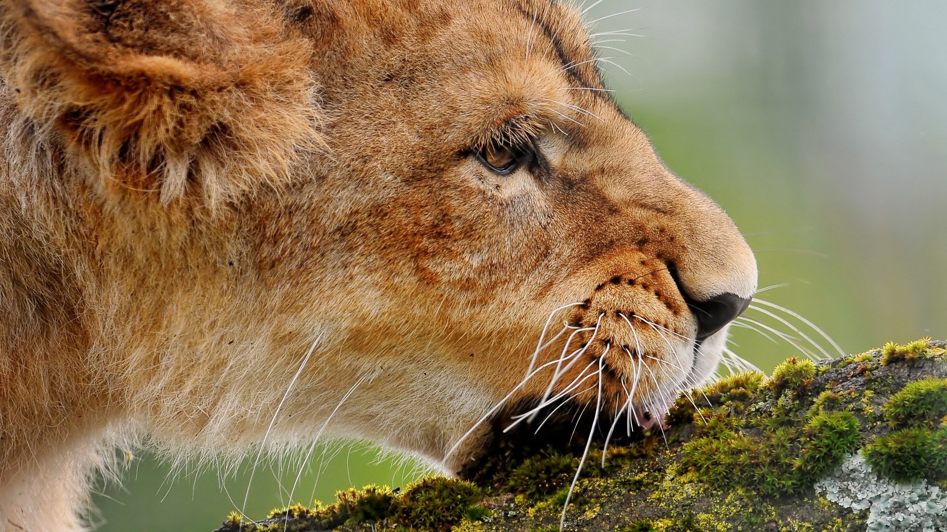 Lion Screensavers and Wallpaper (63+ images)