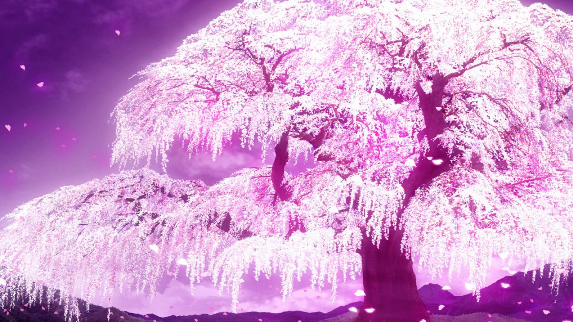 Cherry Blossom Tree Wallpaper (60+ images)