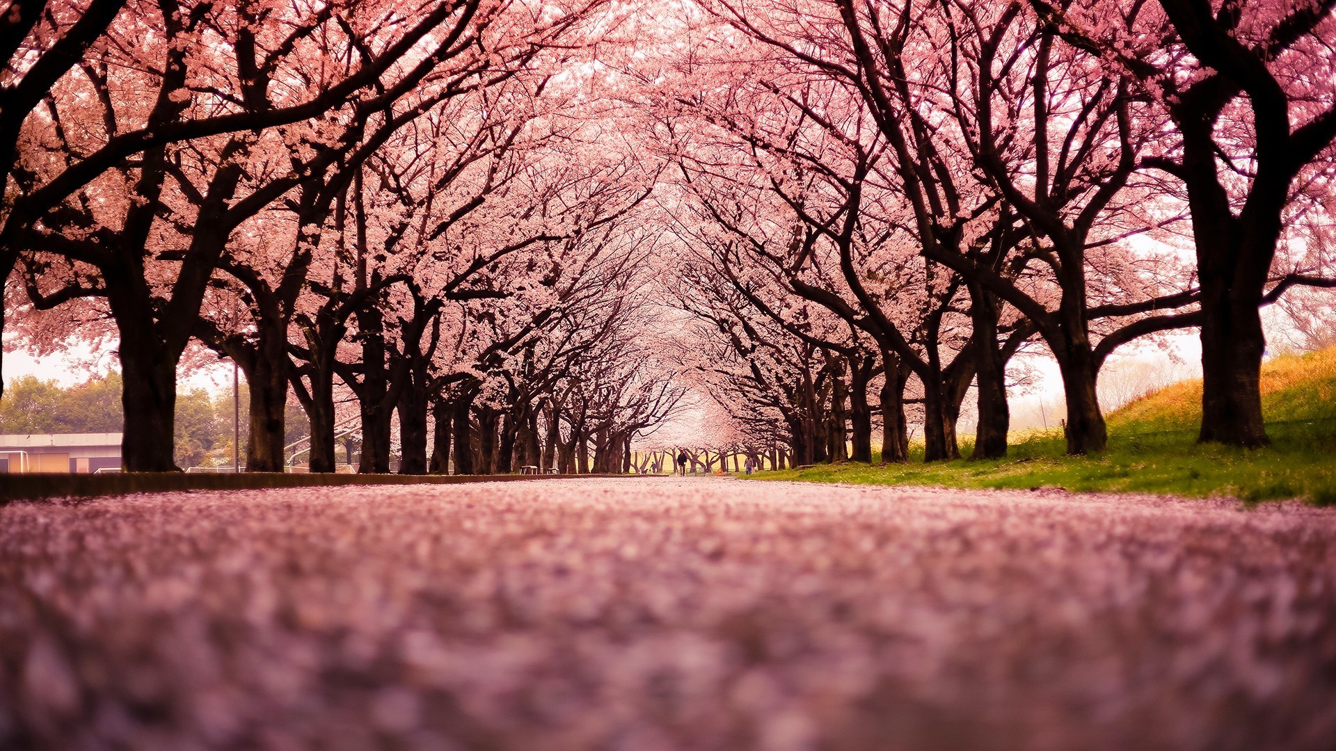 Cherry Blossom HD Wallpaper (71+ images)