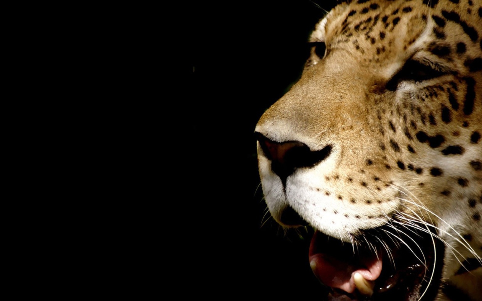 Black Cheetah Wallpaper (69+ images)