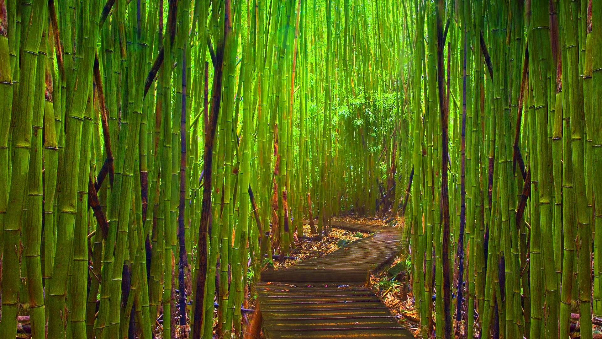 Bamboo Forest Japan Computer Wallpaper (51+ images)