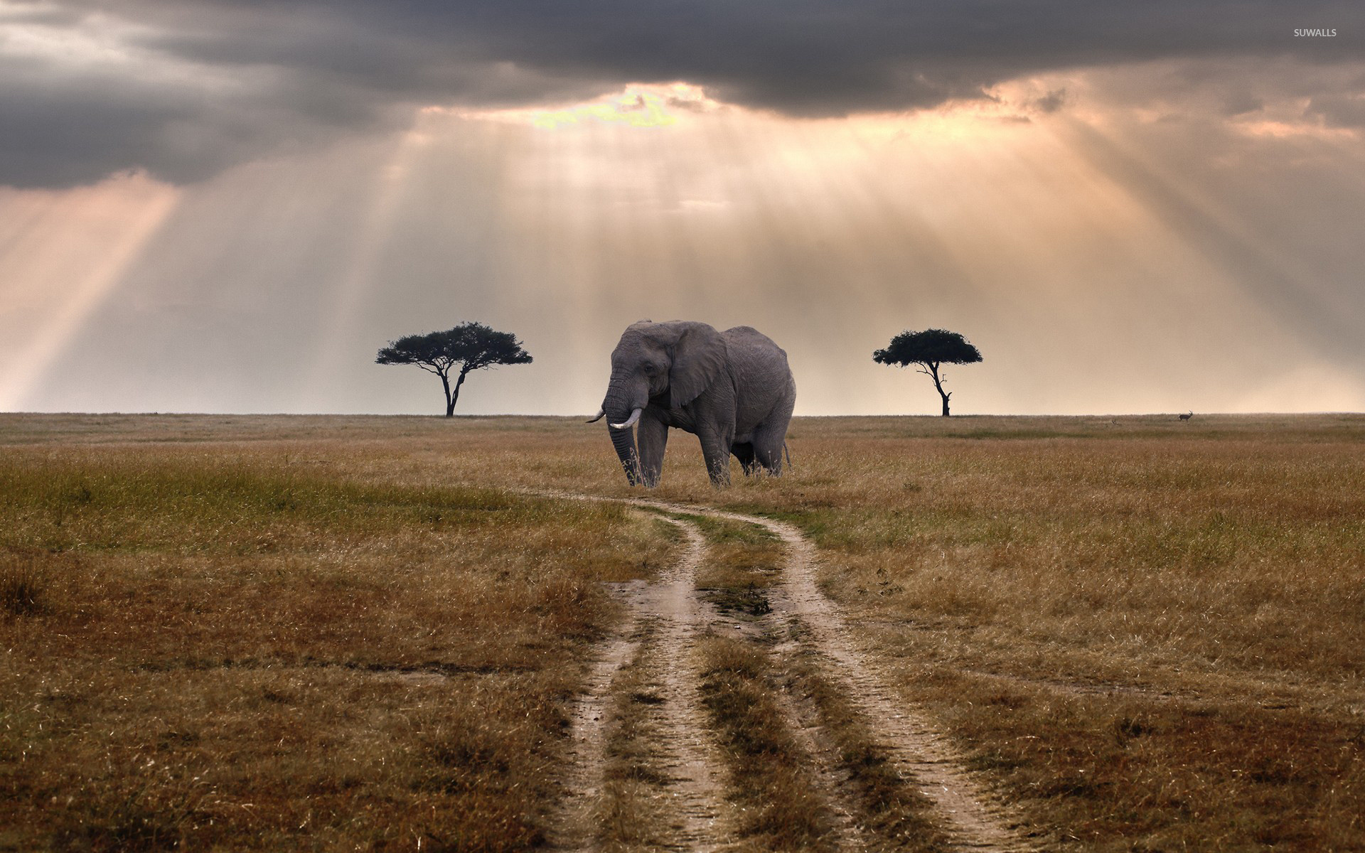 Elephant Screensavers And Wallpaper (69+ images)