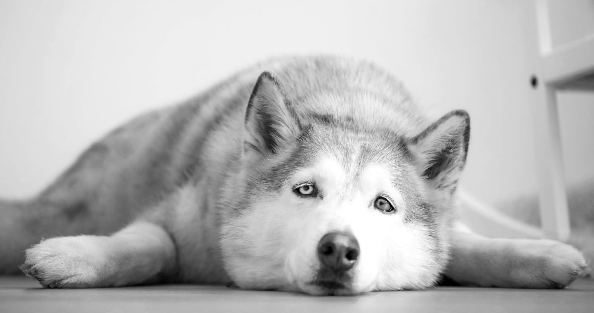 Wallpaper Dogs Black And White (55+ images)