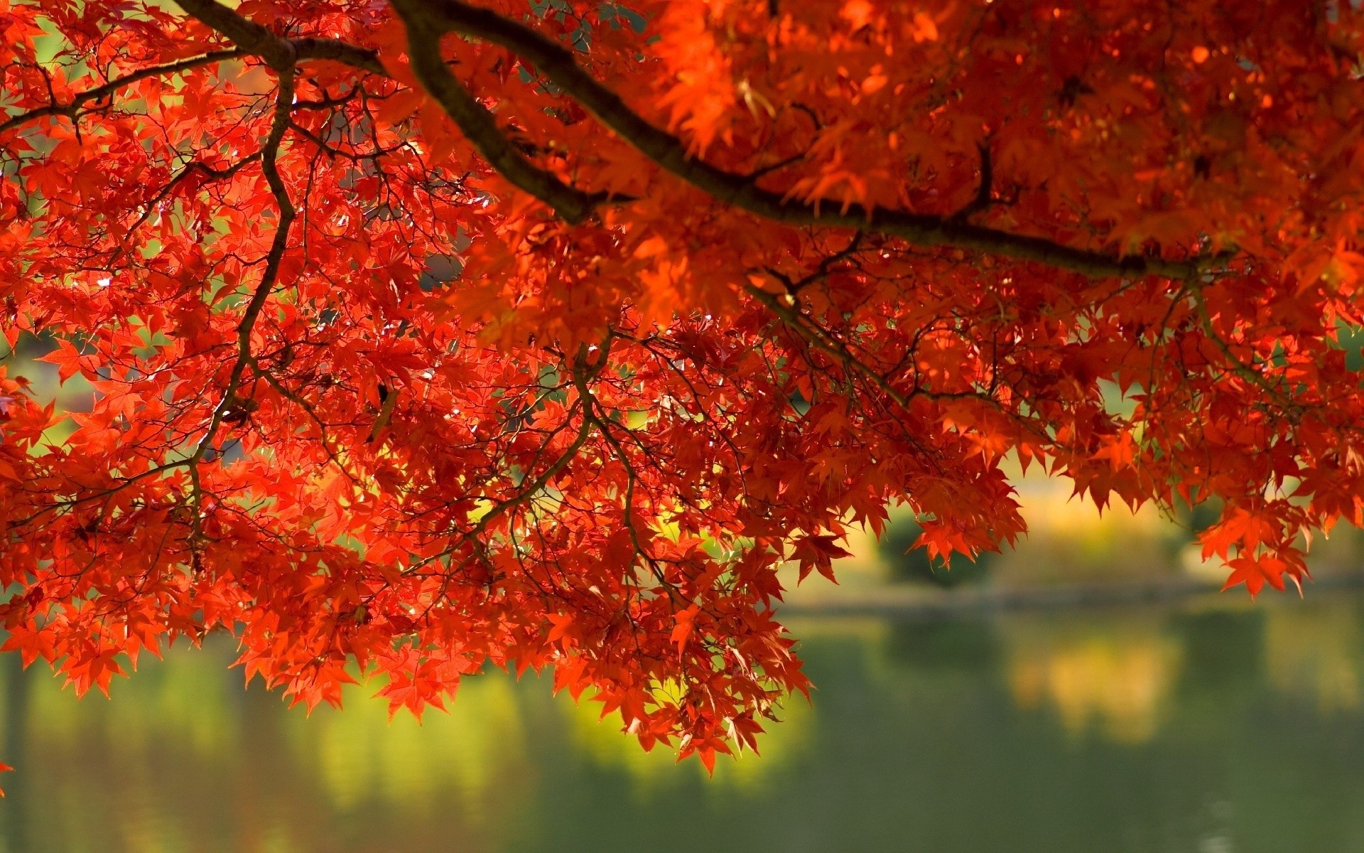 Fall Leaves Wallpaper HD (62+ images)
