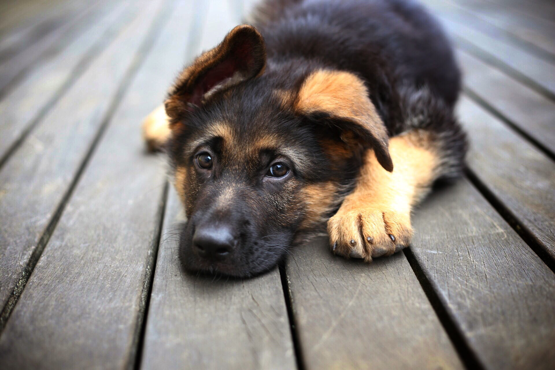 Cool 3D Wallpaper HD Dogs (52+ images)