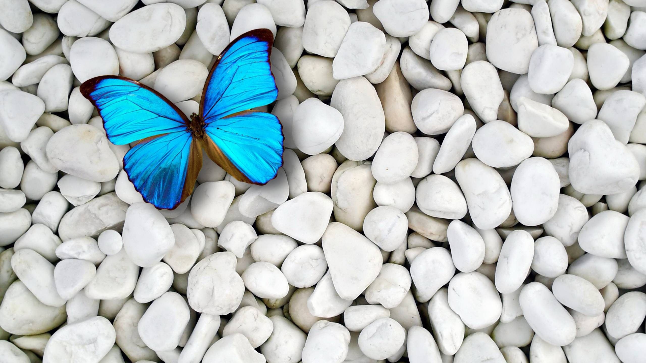 Blue Butterfly HD Wallpaper (70+ images)