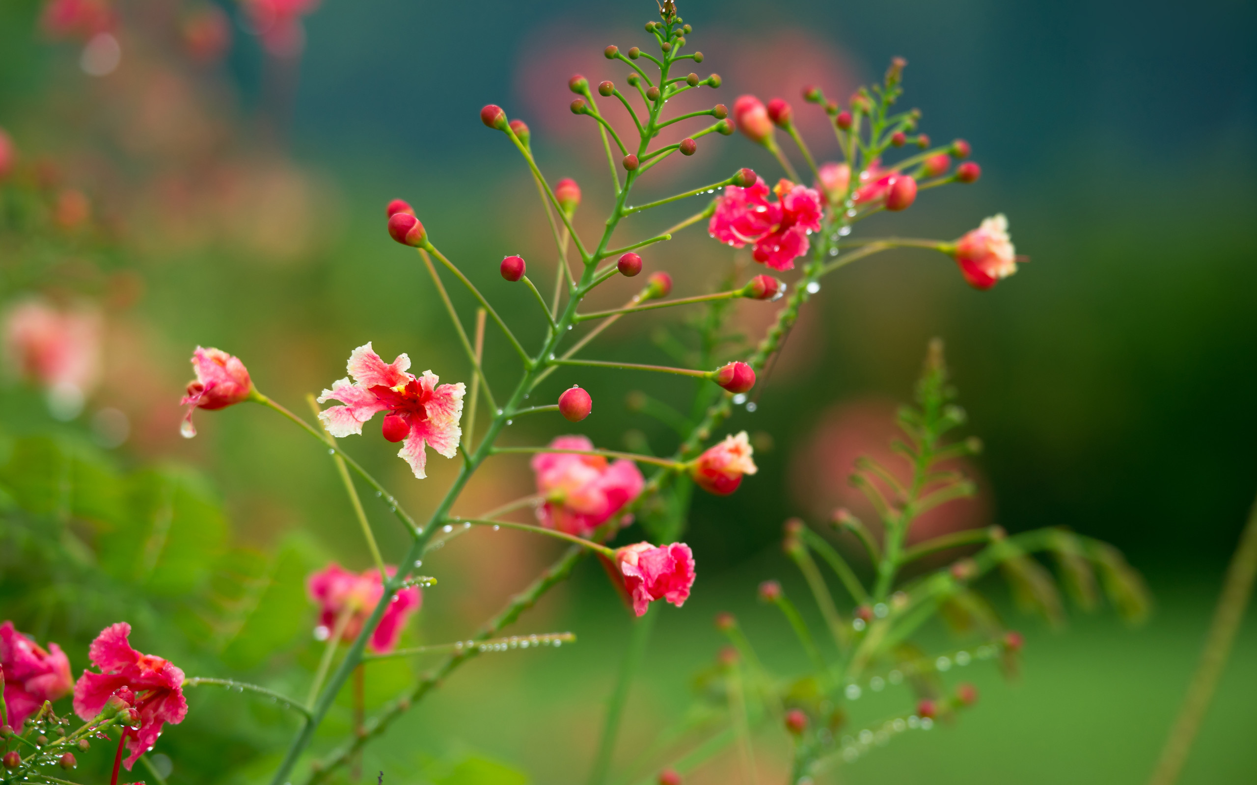 Bright Flower Wallpaper (43+ images)