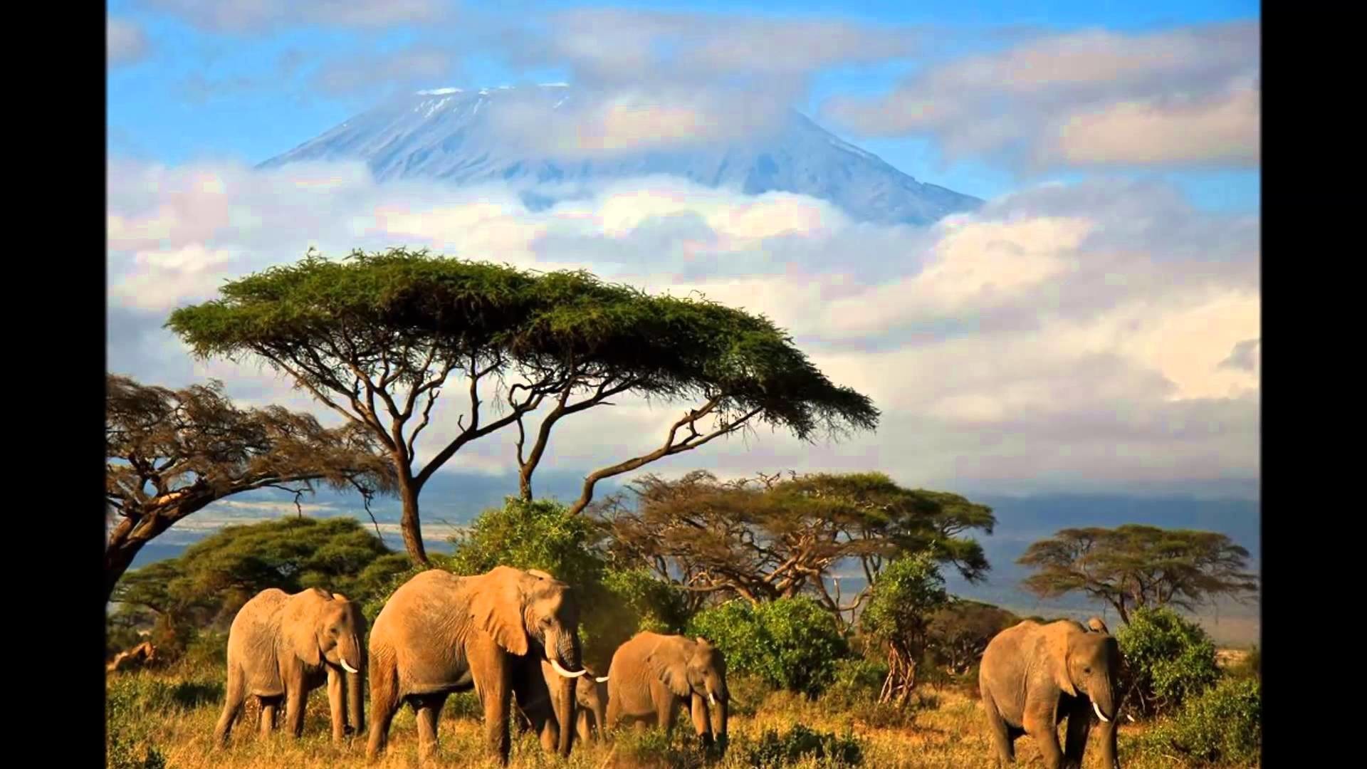 Beautiful Nature And Animal Wallpaper (50+ images)