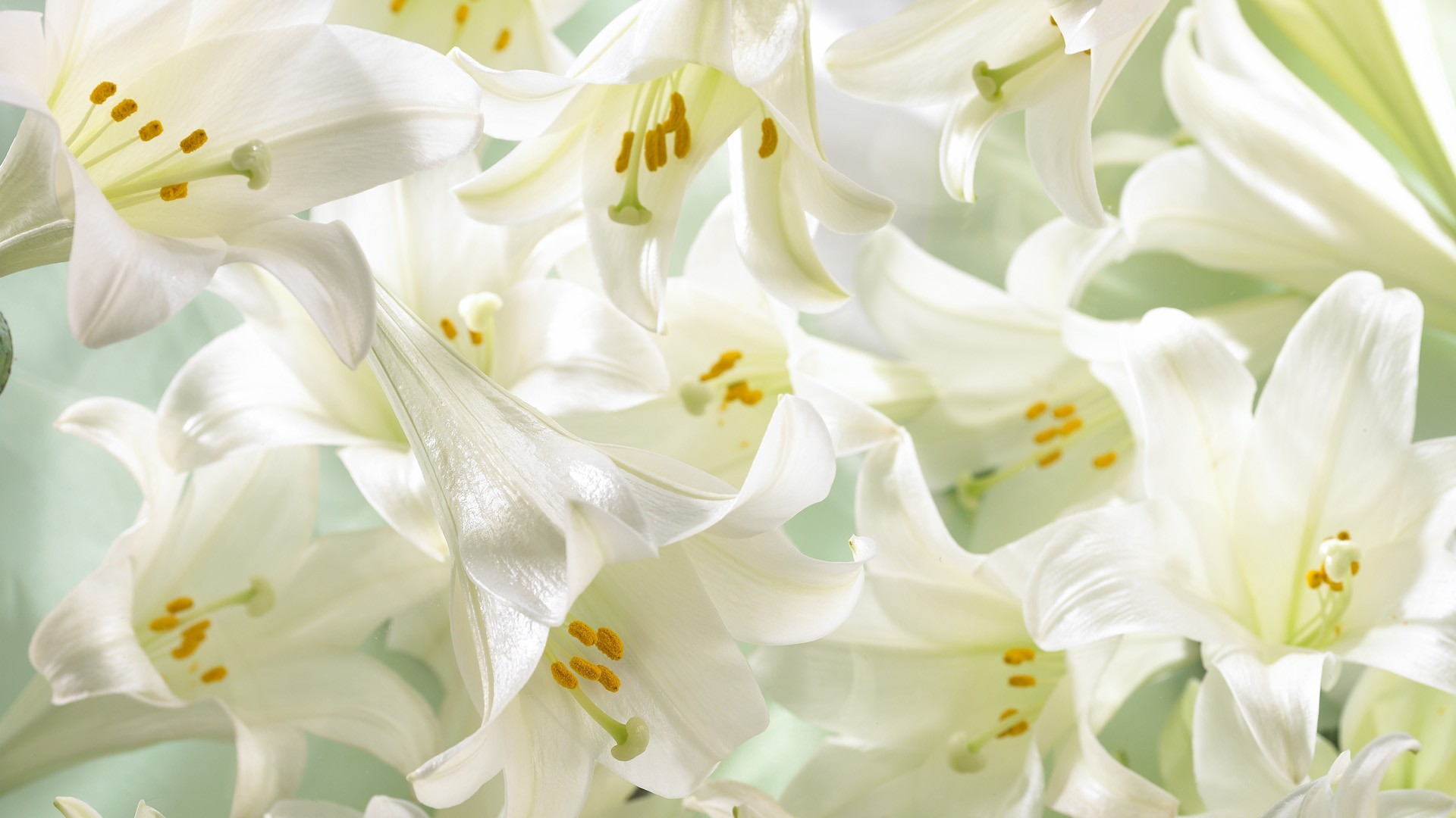 Easter Lilies Wallpaper (48+ images)