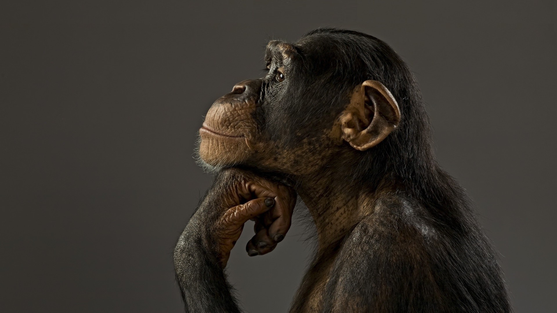 Wallpaper Of Monkeys (69+ images)