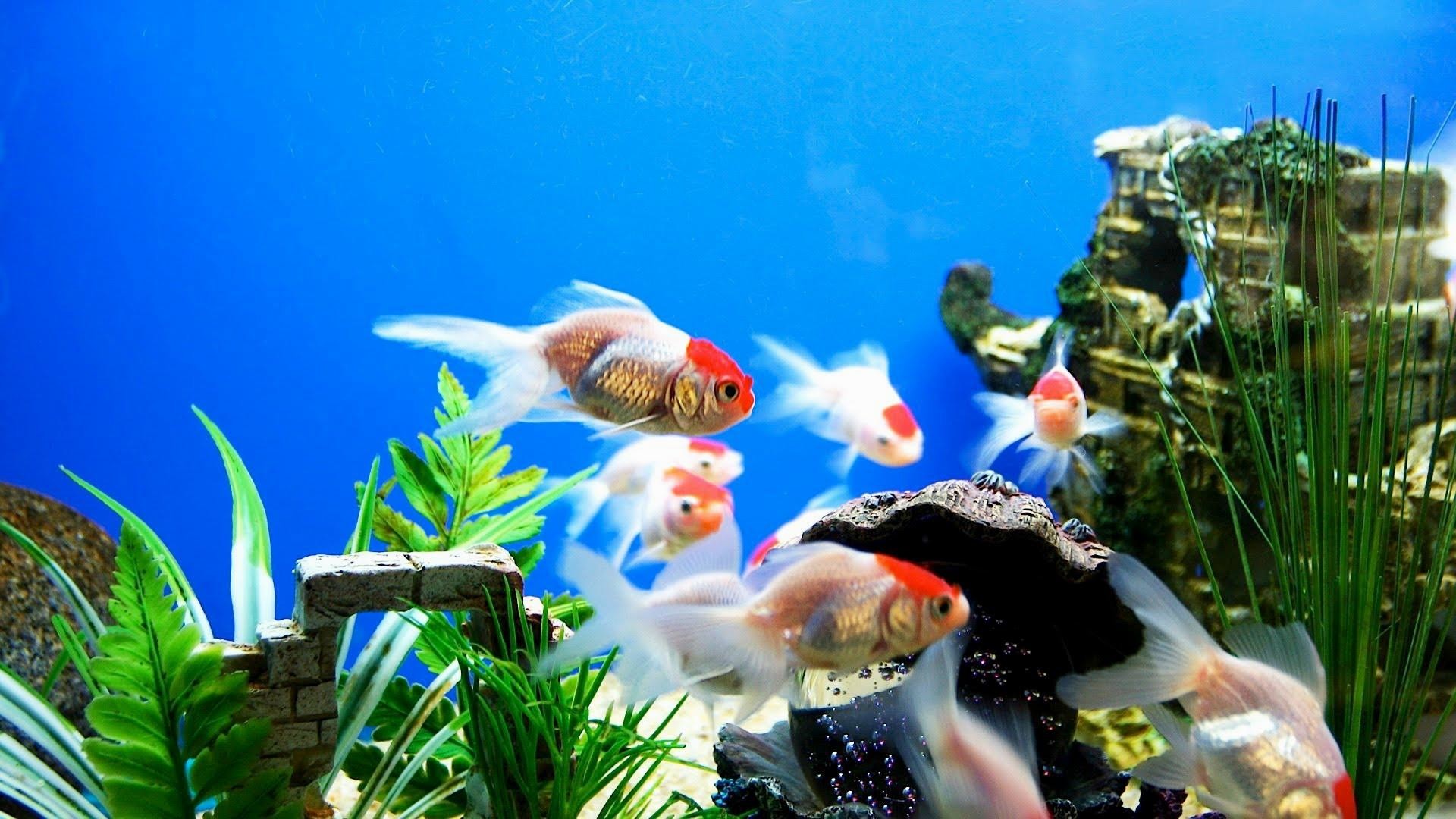 Animated Aquarium Desktop Wallpaper (53+ images)