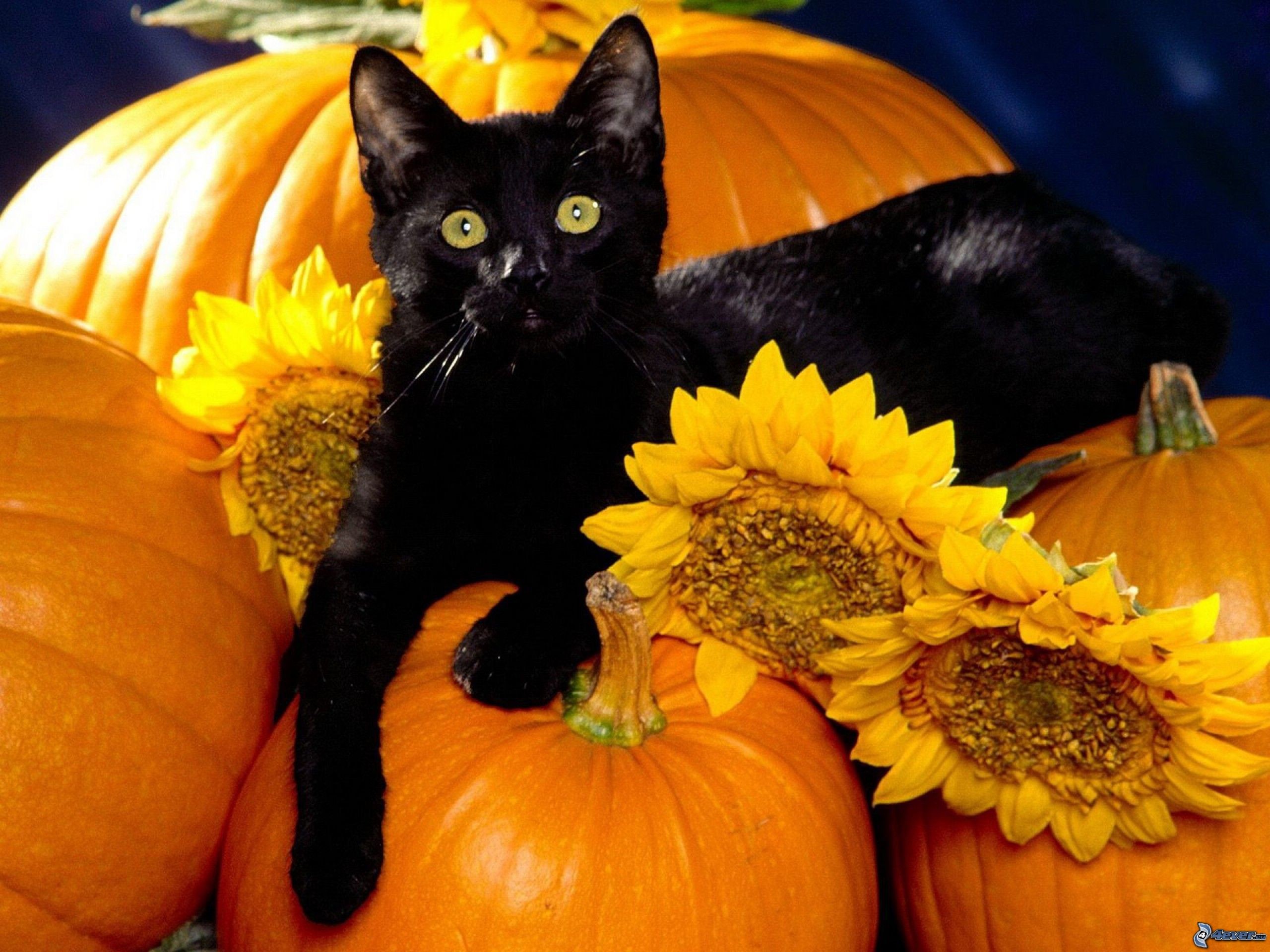 Halloween Pets Wallpaper (60+ images)