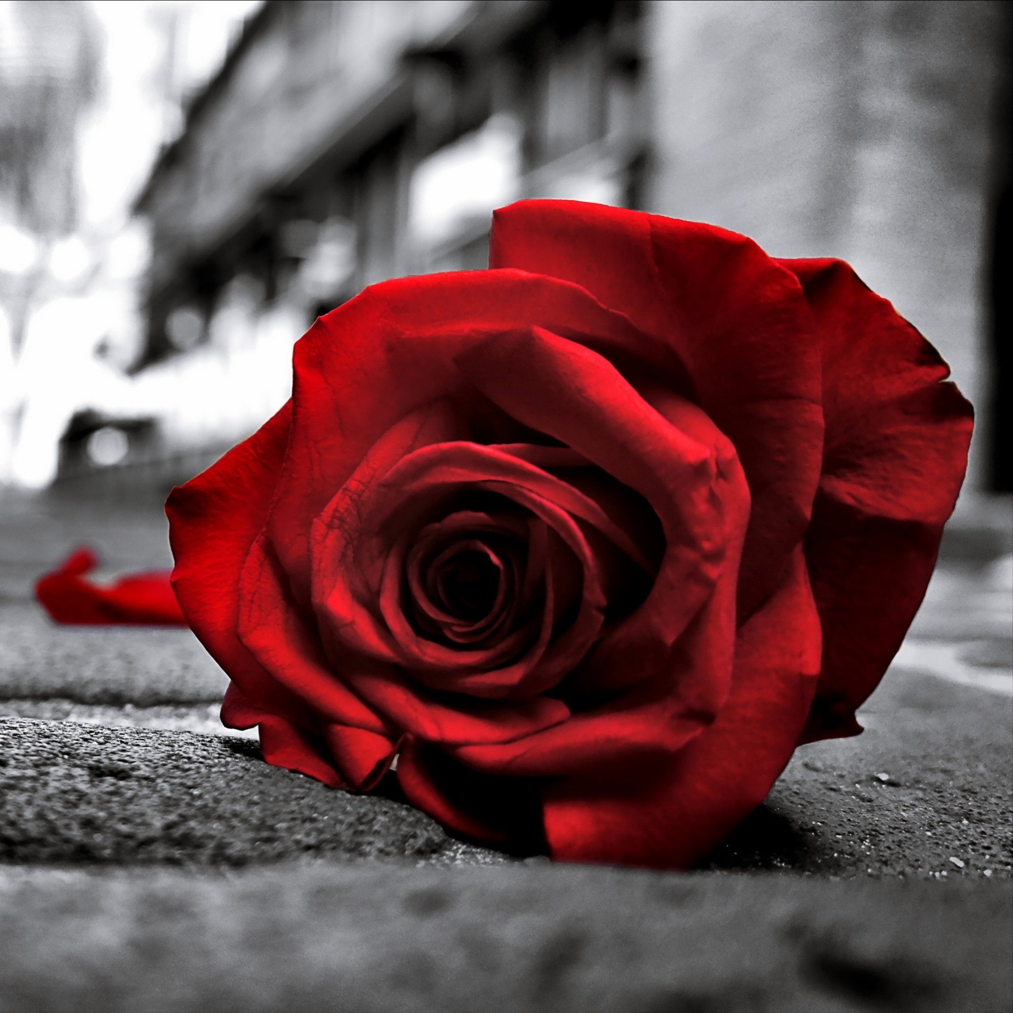 Black and Red Rose Wallpaper (63+ images)