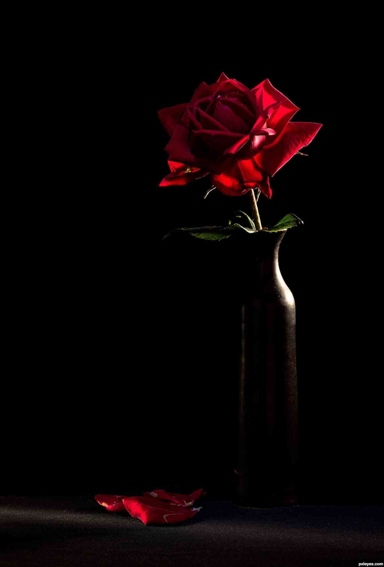 Black Roses Wallpaper (64+ images)