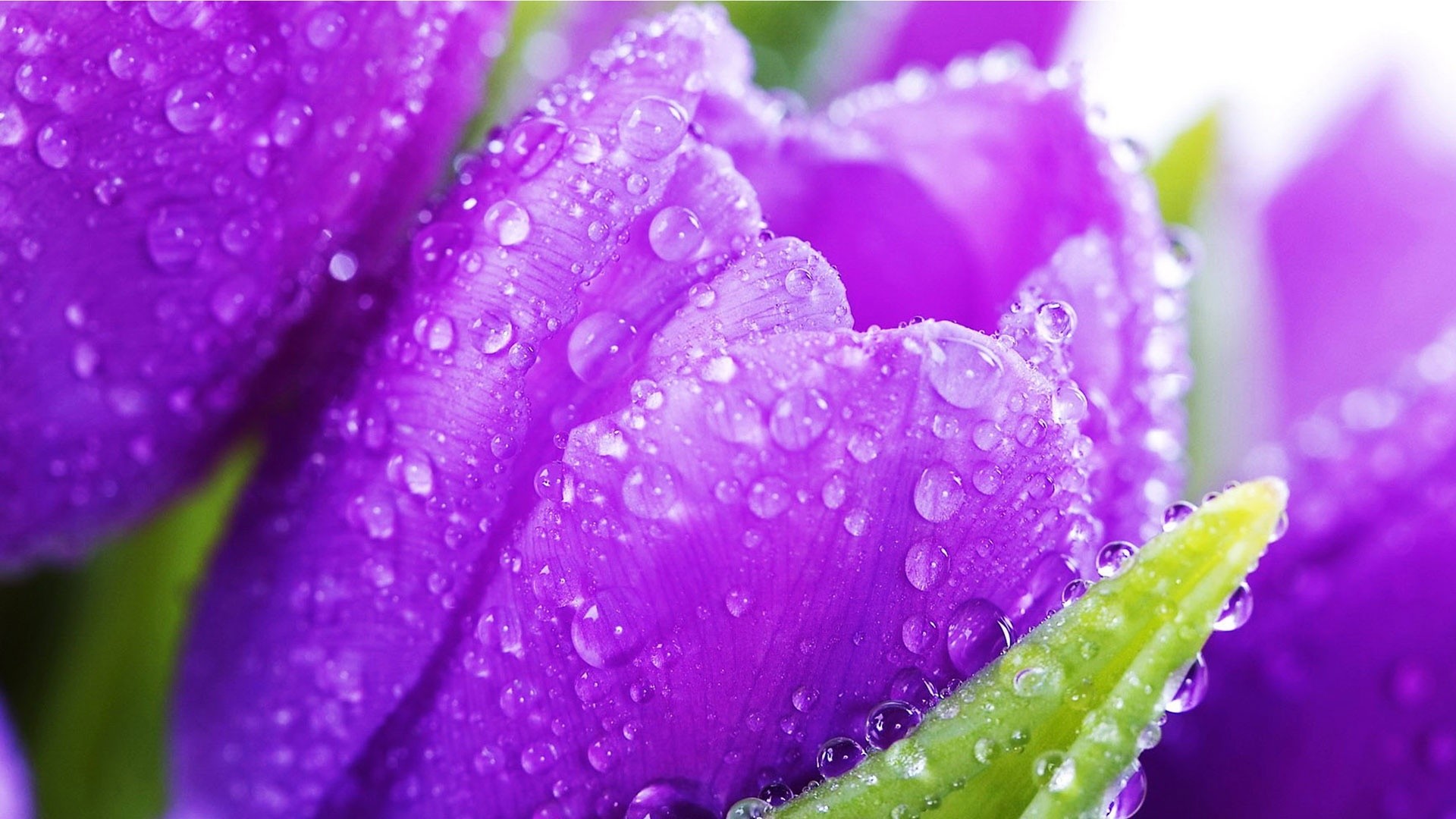 Beautiful Wallpapers and Screensavers (60+ images)