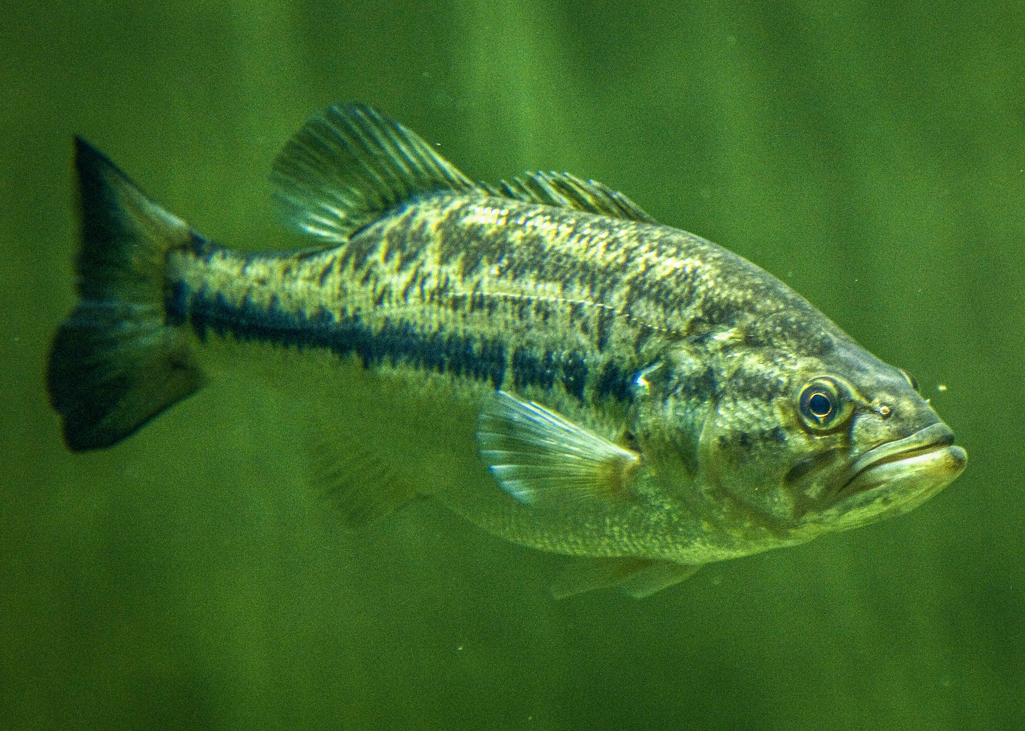Largemouth Bass Wallpaper (58+ images)