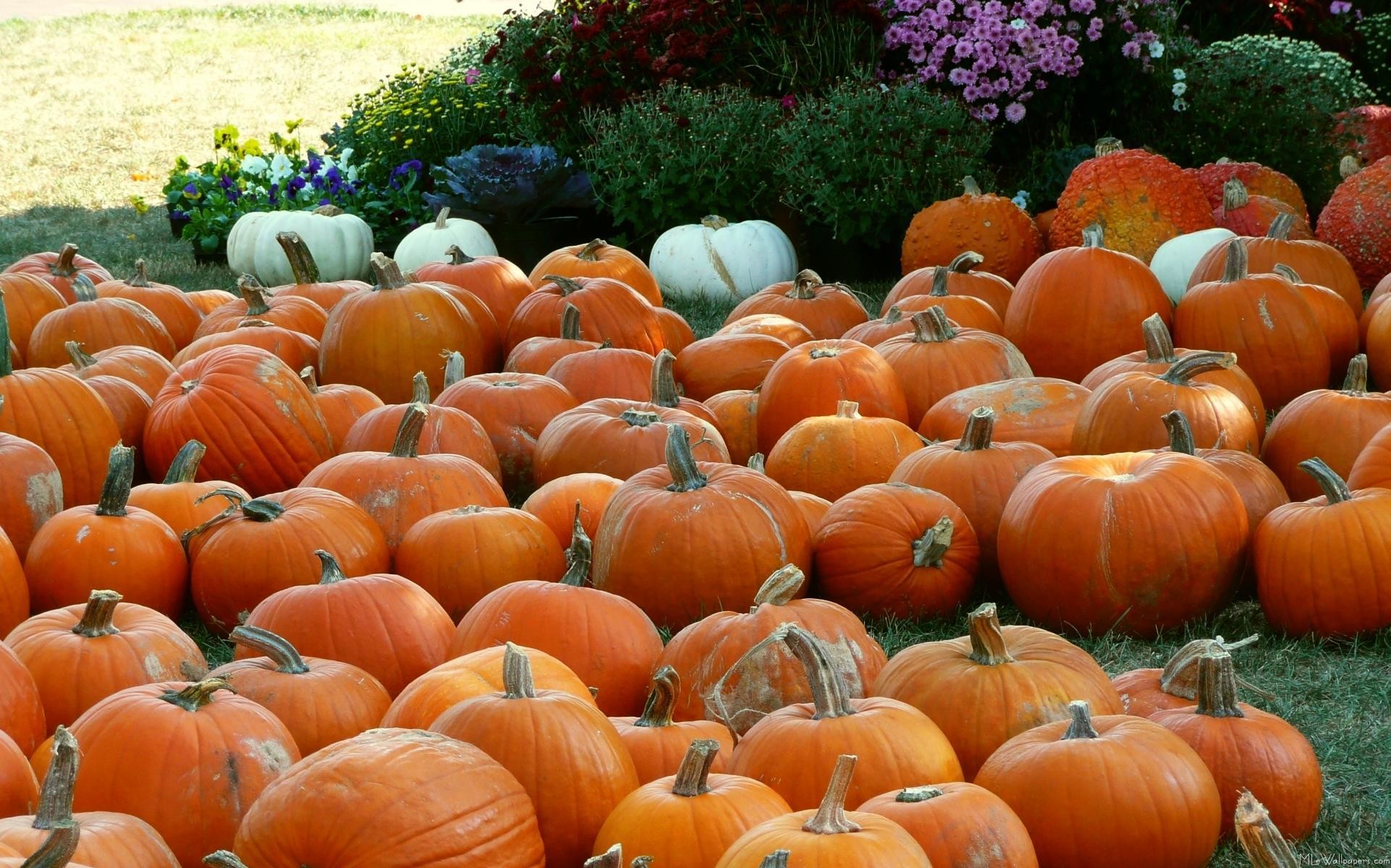 Fall Pumpkin Wallpaper and Screensavers (63+ images)