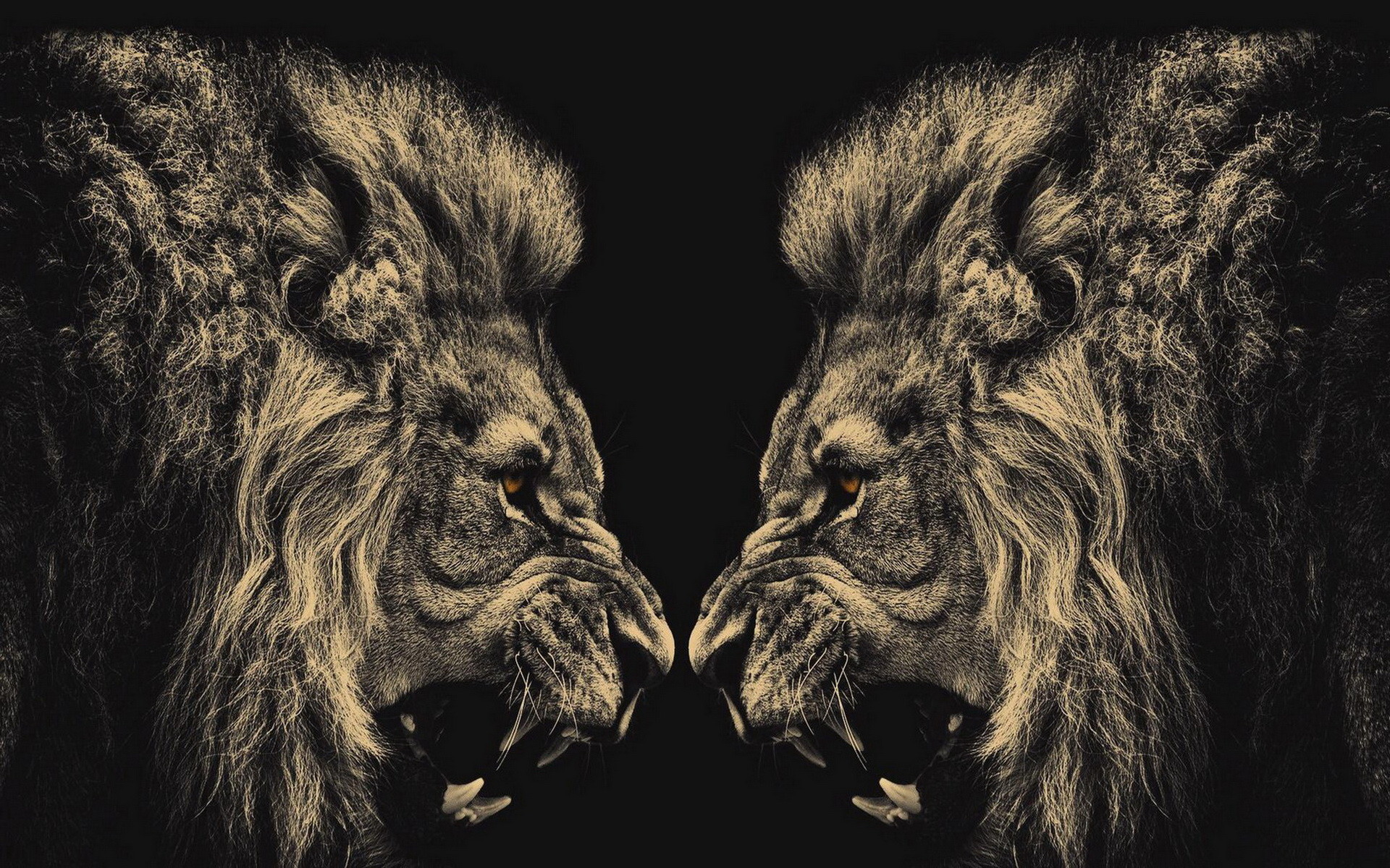 Lion Wallpaper Black and White (50+ images)