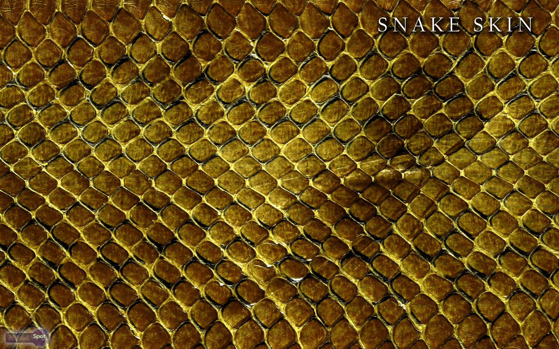 Black Snake Skin Wallpaper (55+ images)
