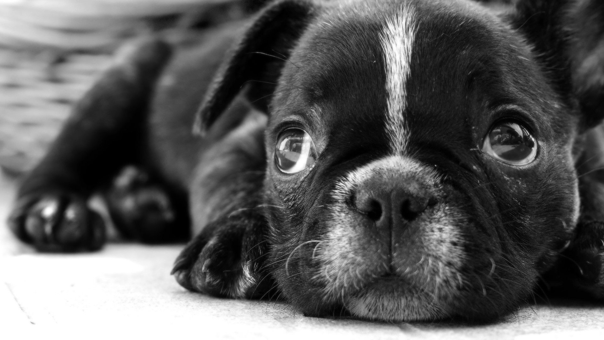 Puppy Wallpapers And Screensavers (42+ images)