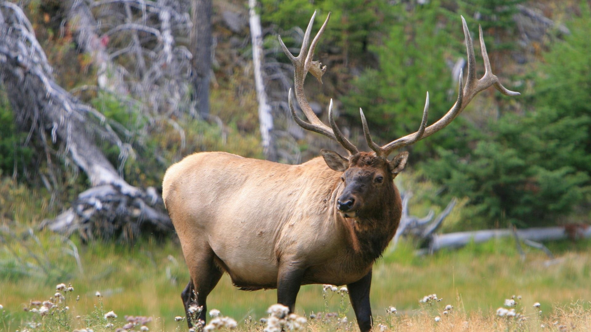 Bull Elk Wallpaper (53+ images)