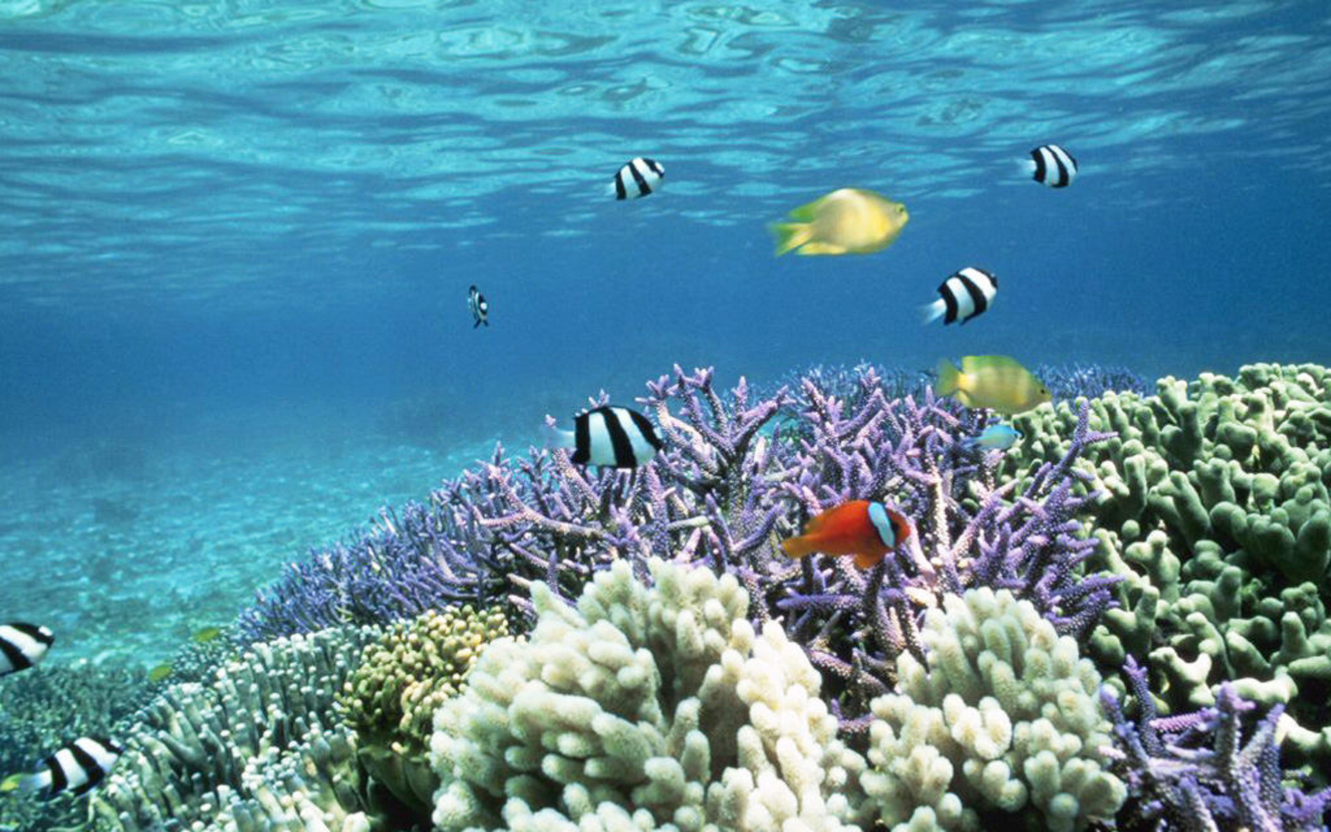 Coral Reef Wallpaper HD (65+ images)