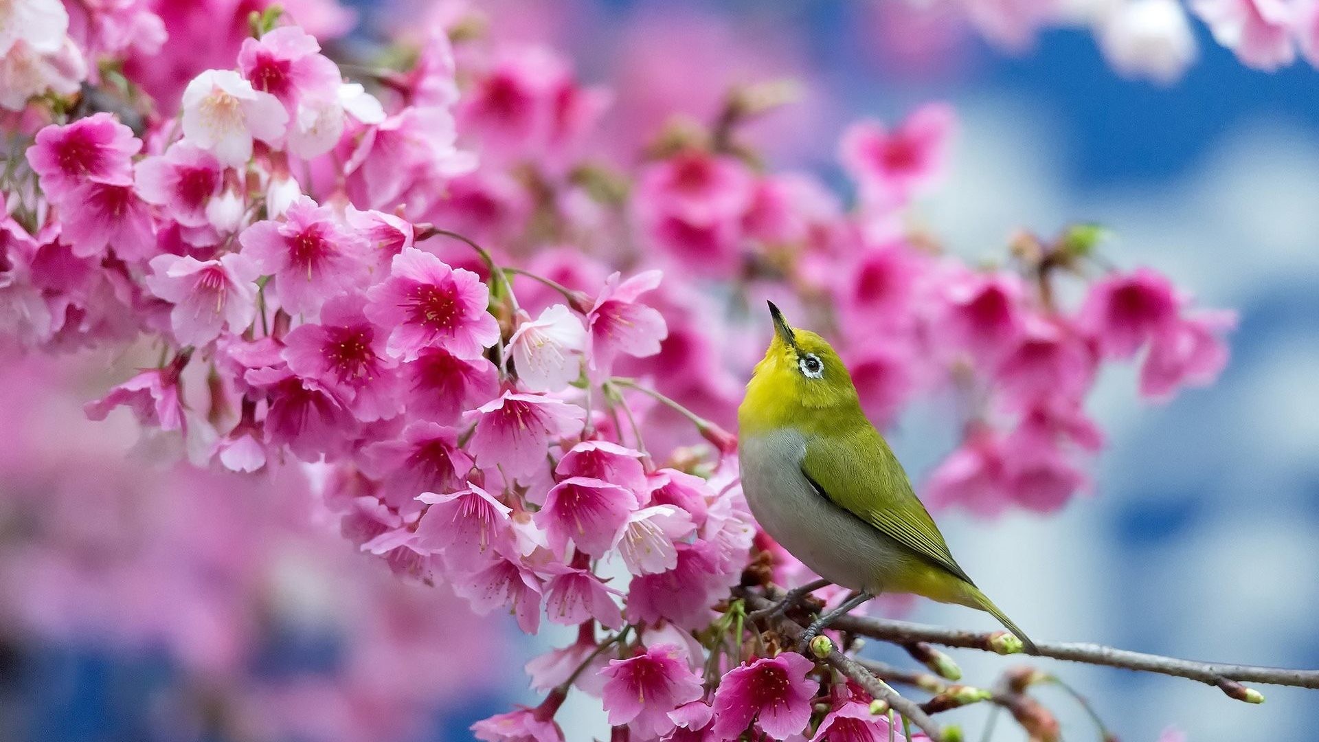 Wallpaper Birds And Flowers (61+ images)