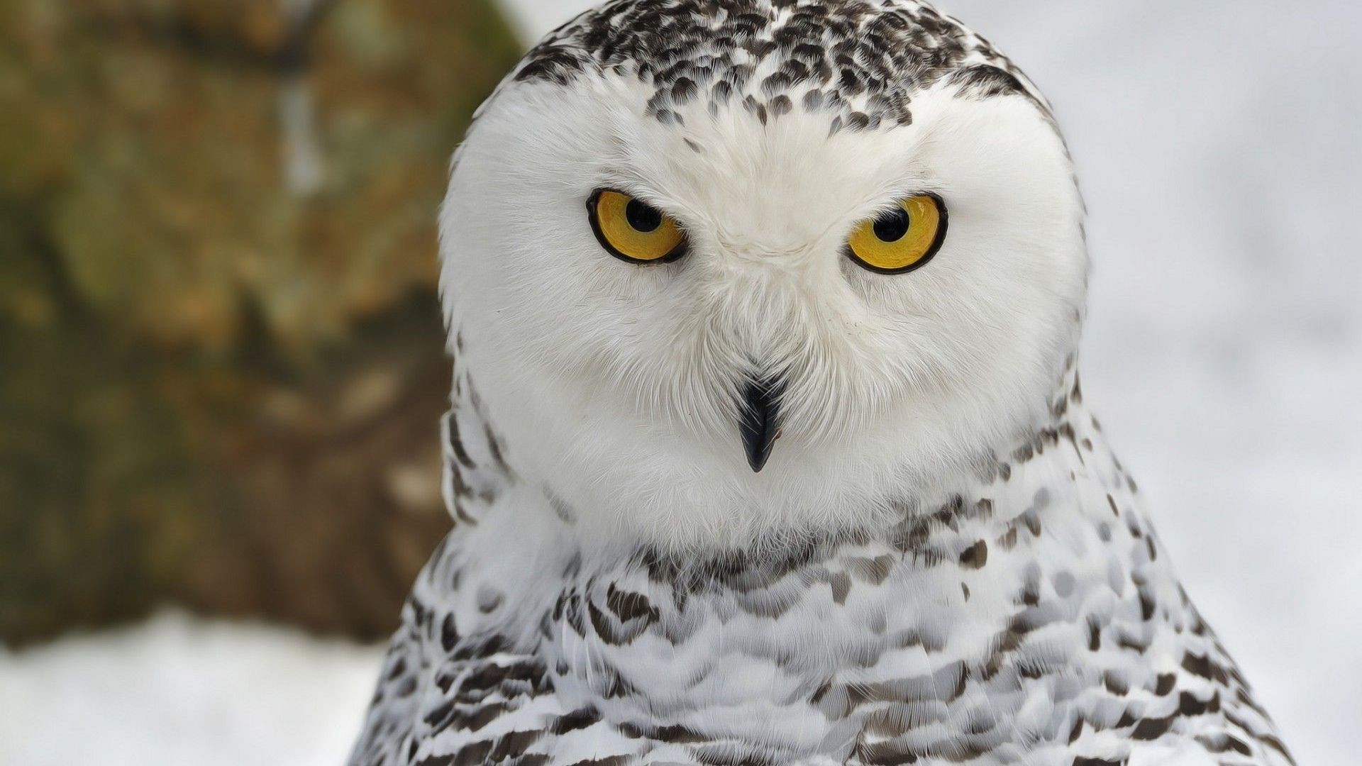 Snowy Owl Wallpaper HD (78+ images)