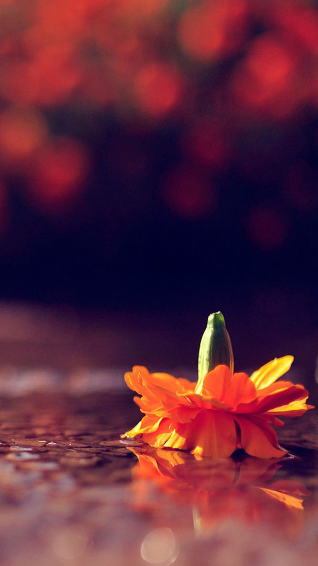 Flower Wallpaper iPhone (84+ images)