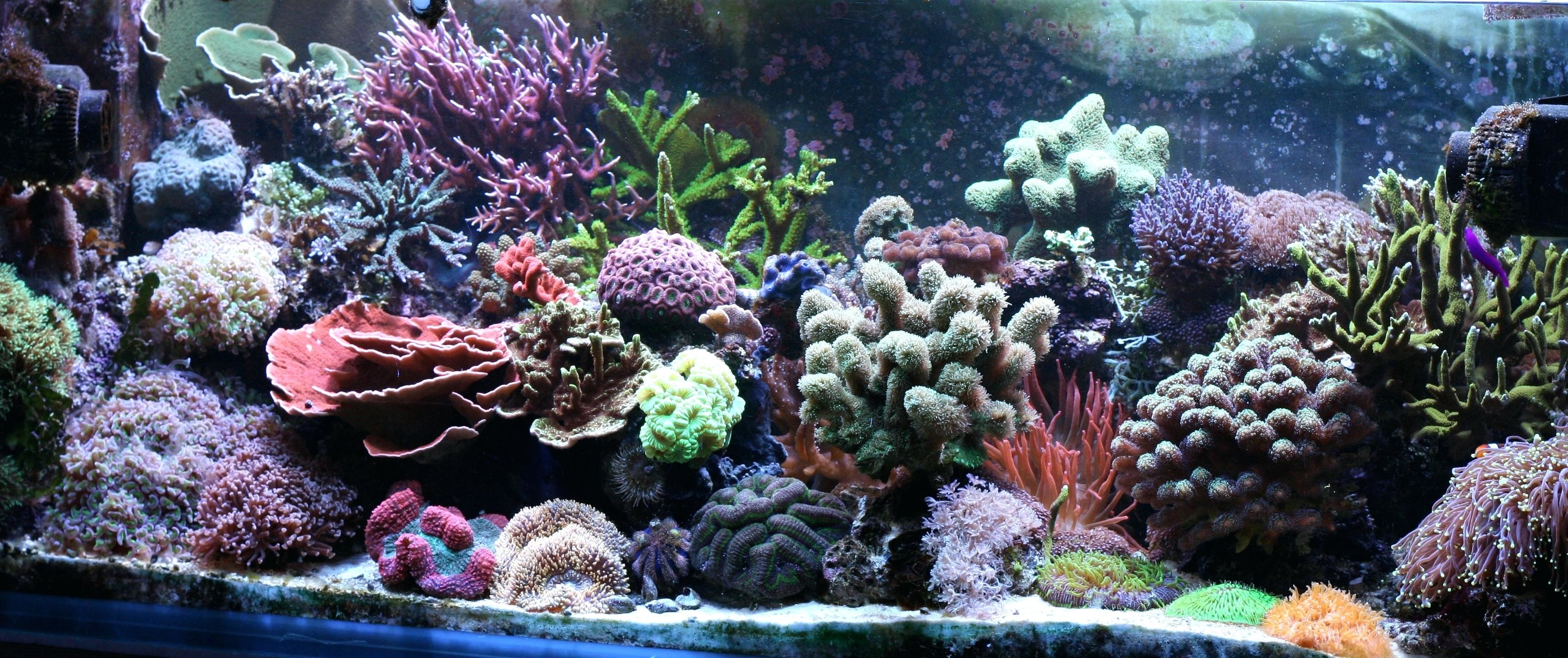 Coral Reef Backgrounds (54+ images)