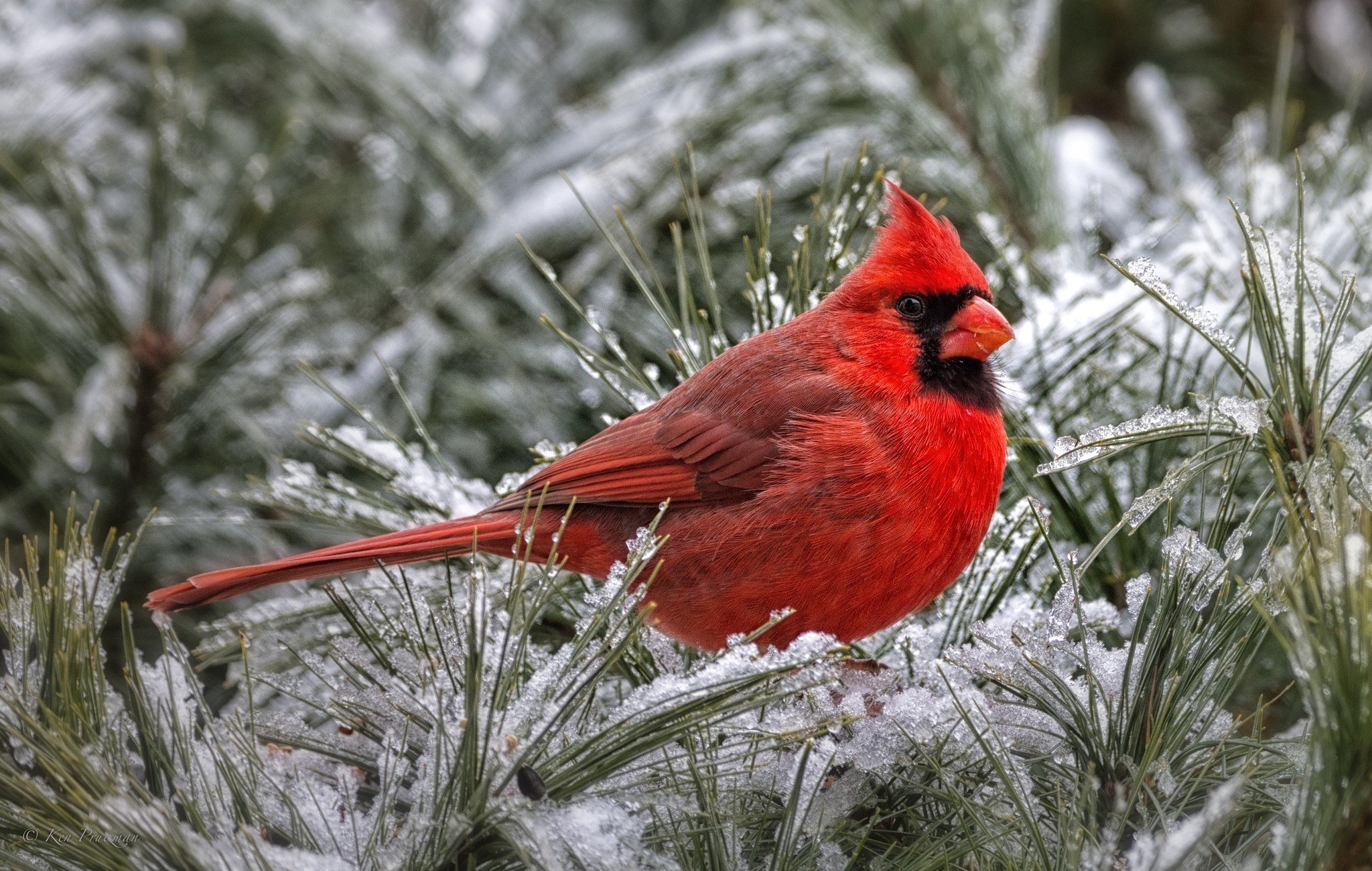 Cardinals in Snow Wallpaper (50+ images)