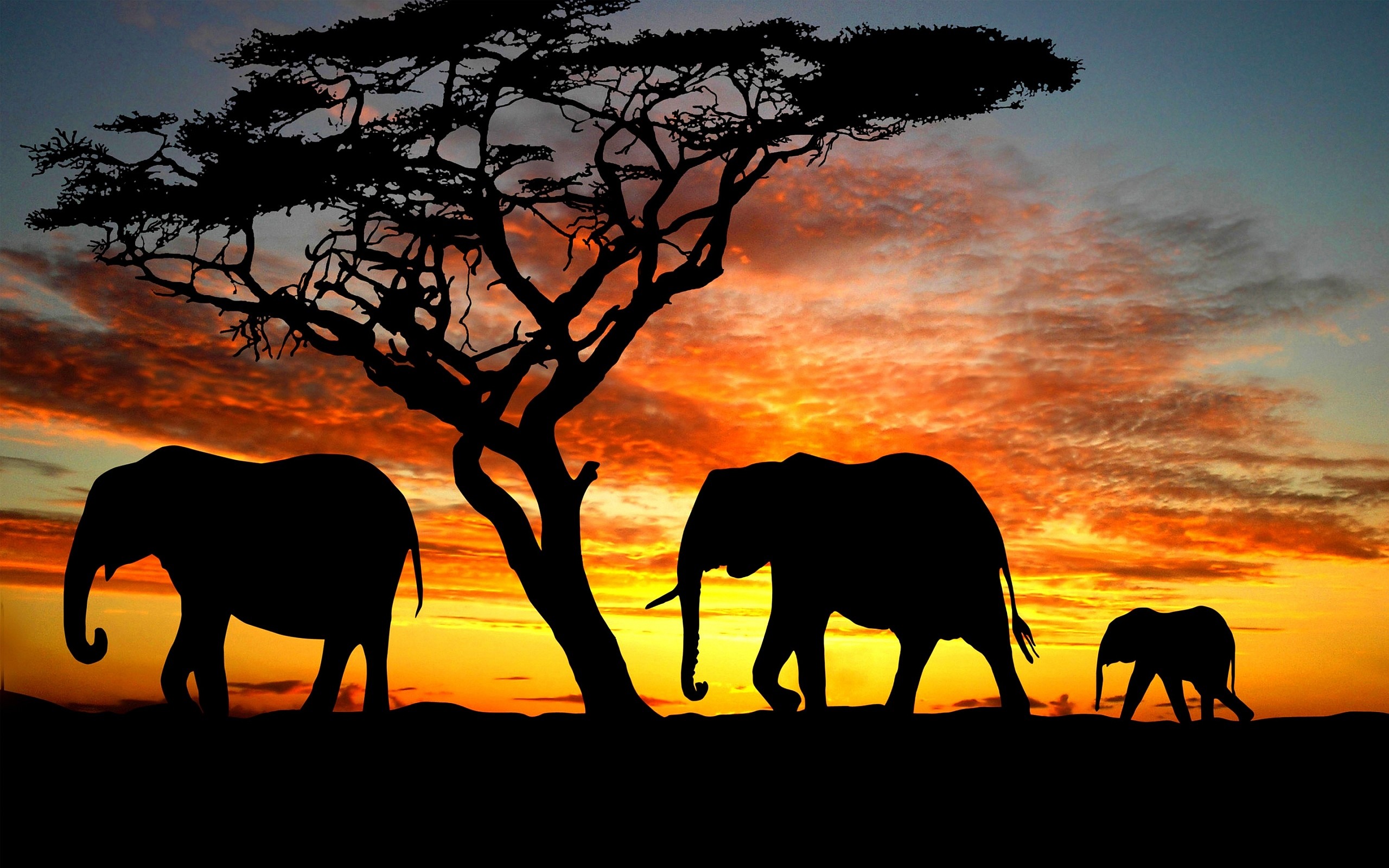 Elephant Screensavers and Wallpaper (69+ images)