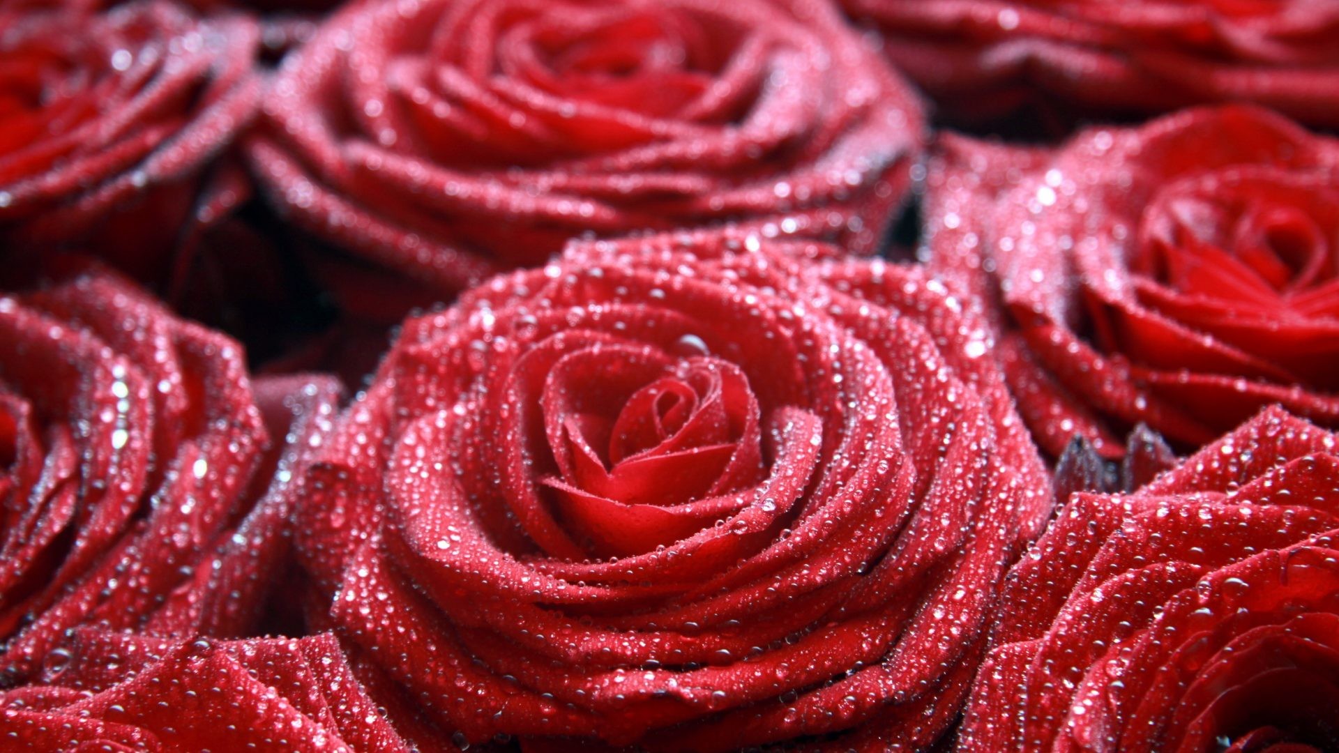 Roses Screensaver Wallpaper (45+ images)
